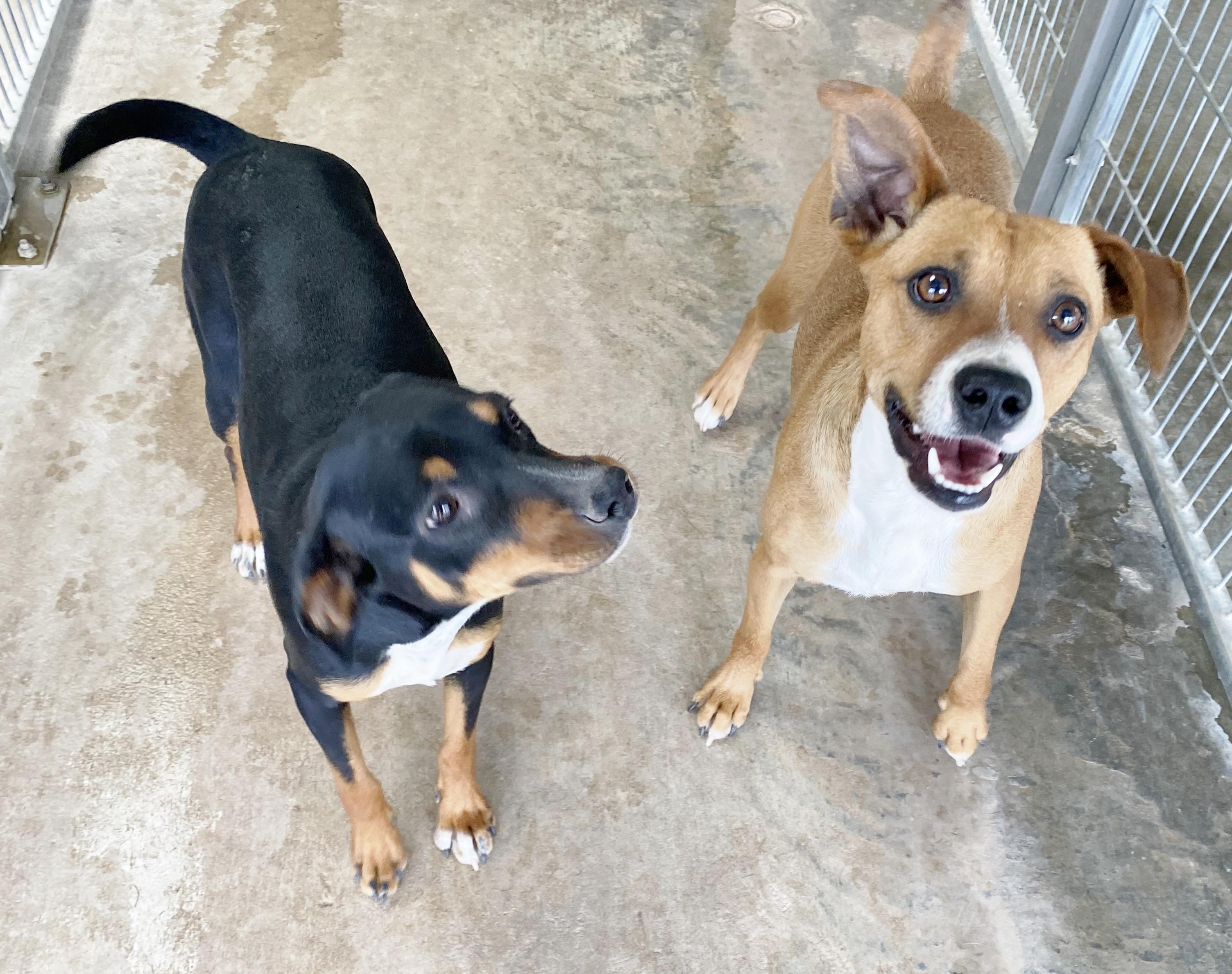 Enlarge Rhea, a Adoptable mixed breed in El Paso, TX image 5/5