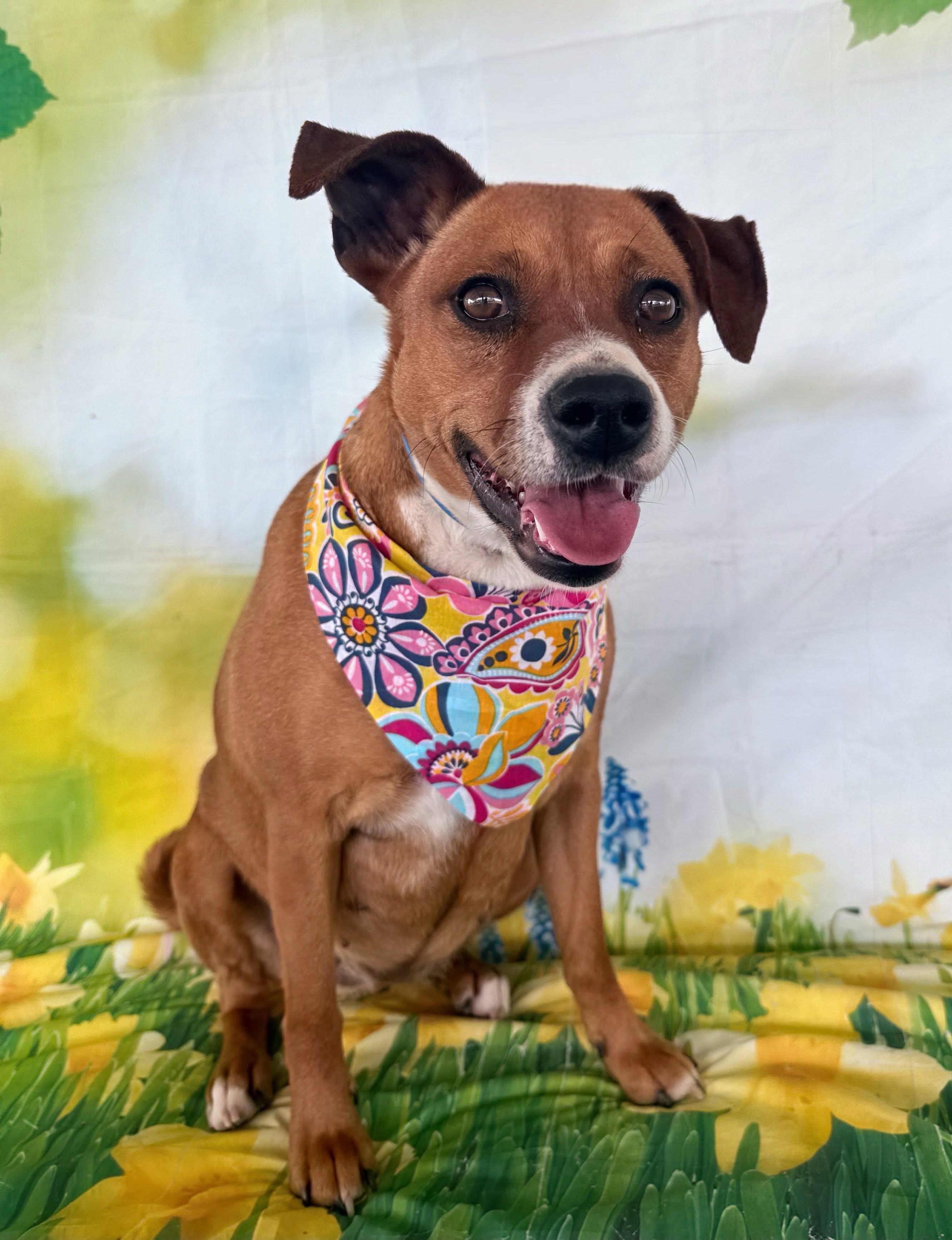 Rhea, a Adoptable mixed breed in El Paso, TX image 1/6
