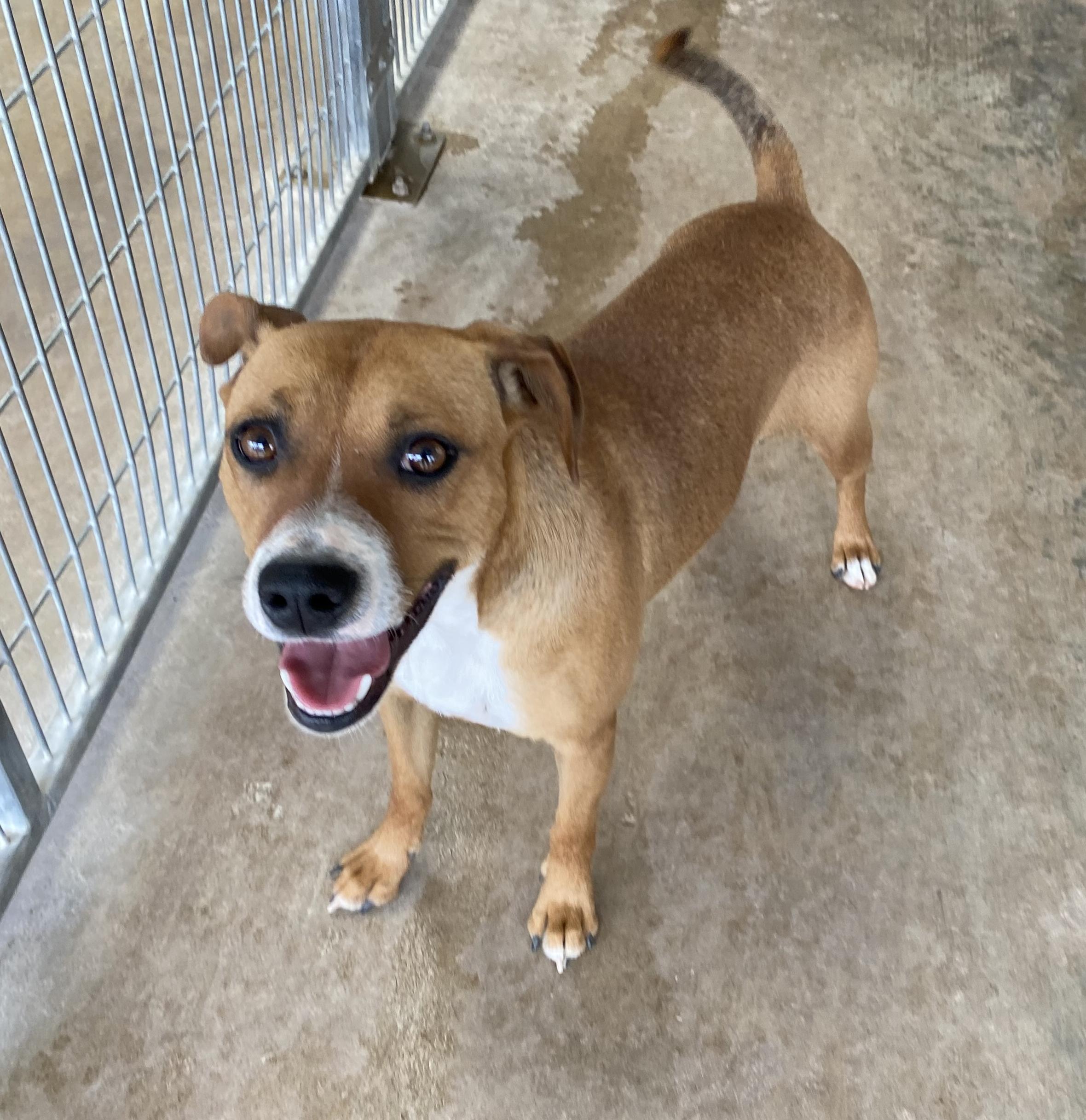 Enlarge Rhea, a Adoptable mixed breed in El Paso, TX image 3/5