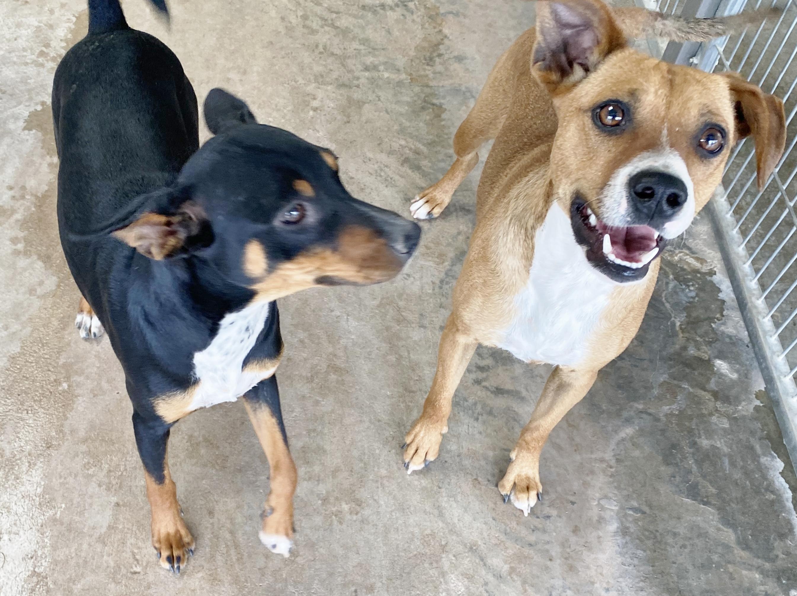 Enlarge Rhea, a Adoptable mixed breed in El Paso, TX image 4/5