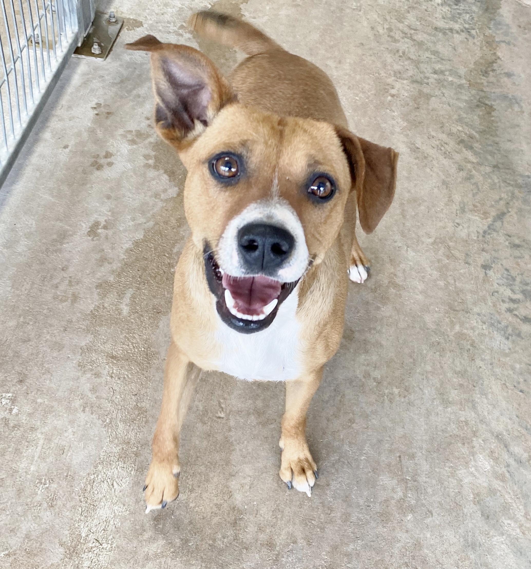 Enlarge Rhea, a Adoptable mixed breed in El Paso, TX image 1/5