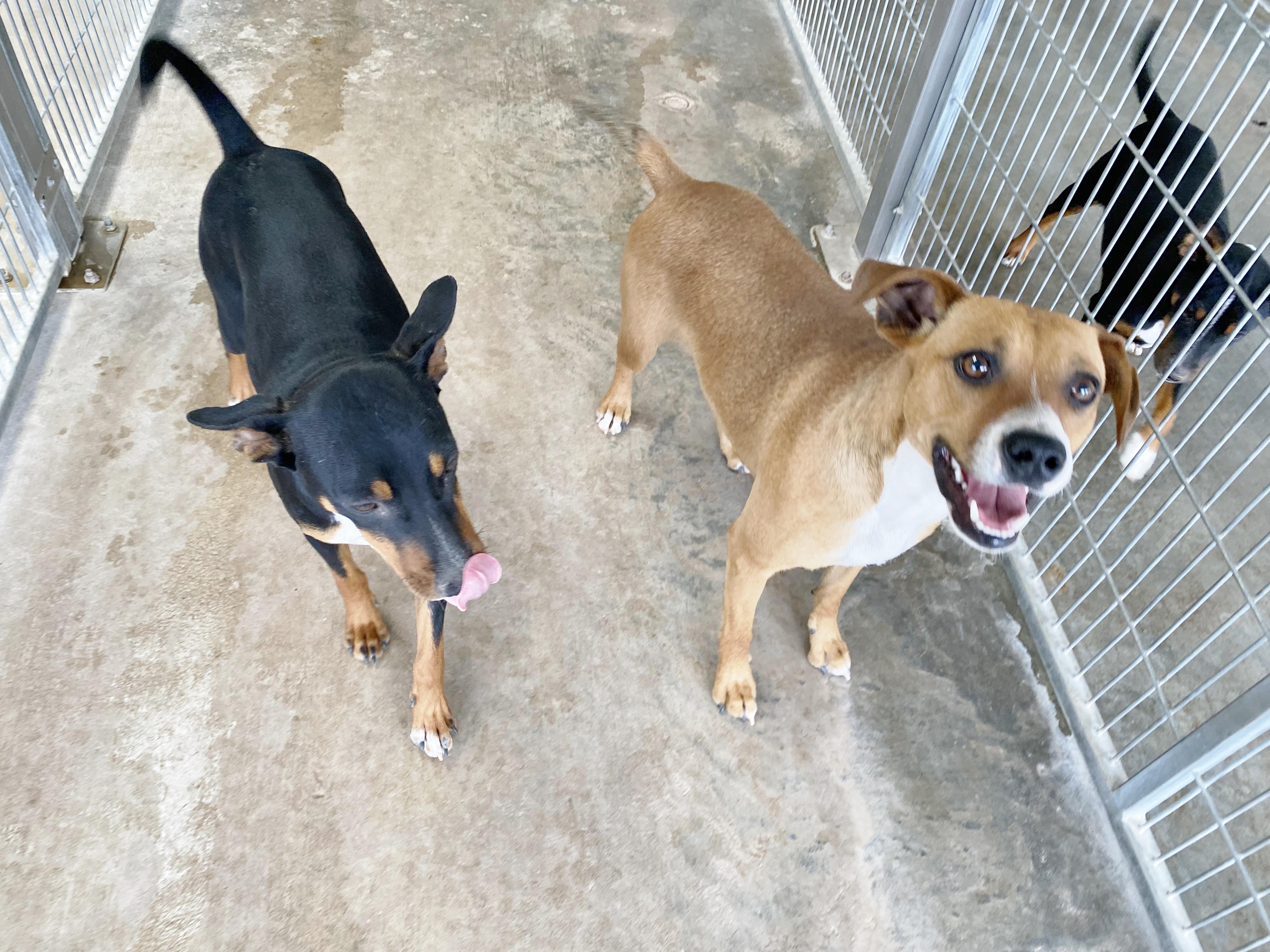 Enlarge Rhea, a Adoptable mixed breed in El Paso, TX image 2/5