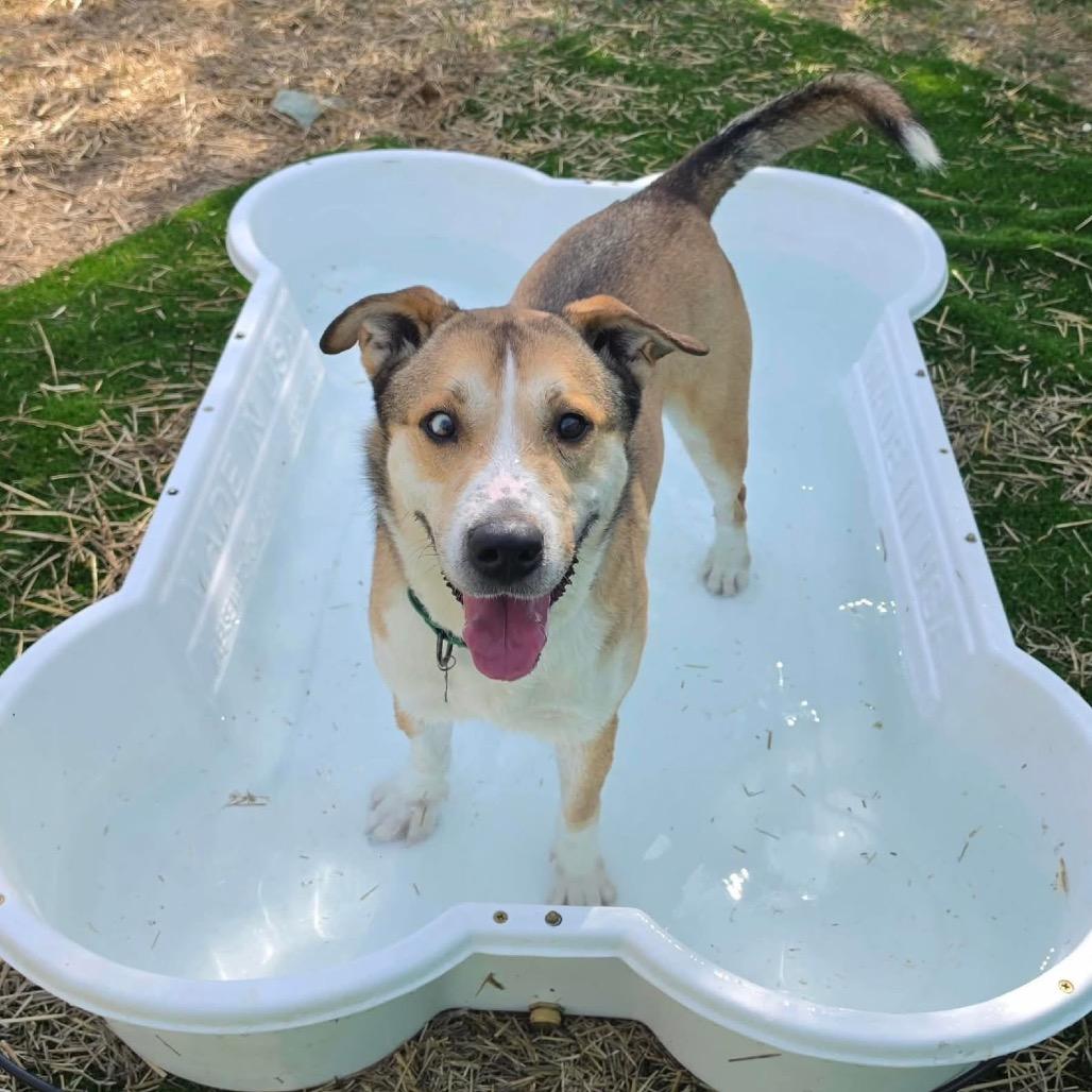 Enlarge Ace, a Adoptable mixed breed in Caryville, TN image 1/4