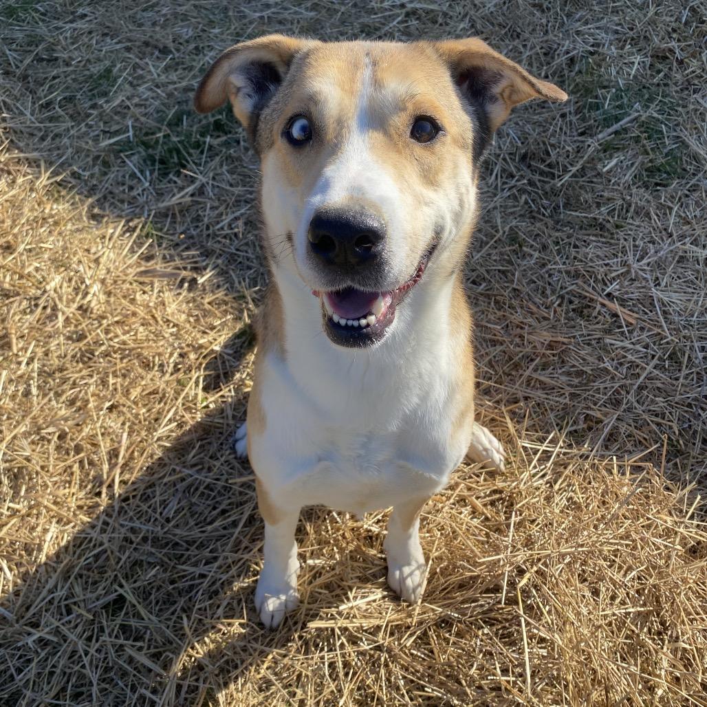 Ace, Adoptable, Adult Male Husky & Mixed Breed.