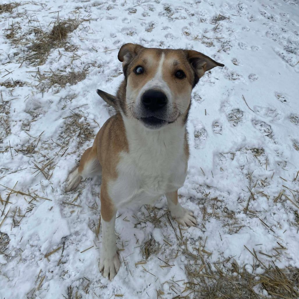 Enlarge Ace, a Adoptable mixed breed in Caryville, TN image 2/4