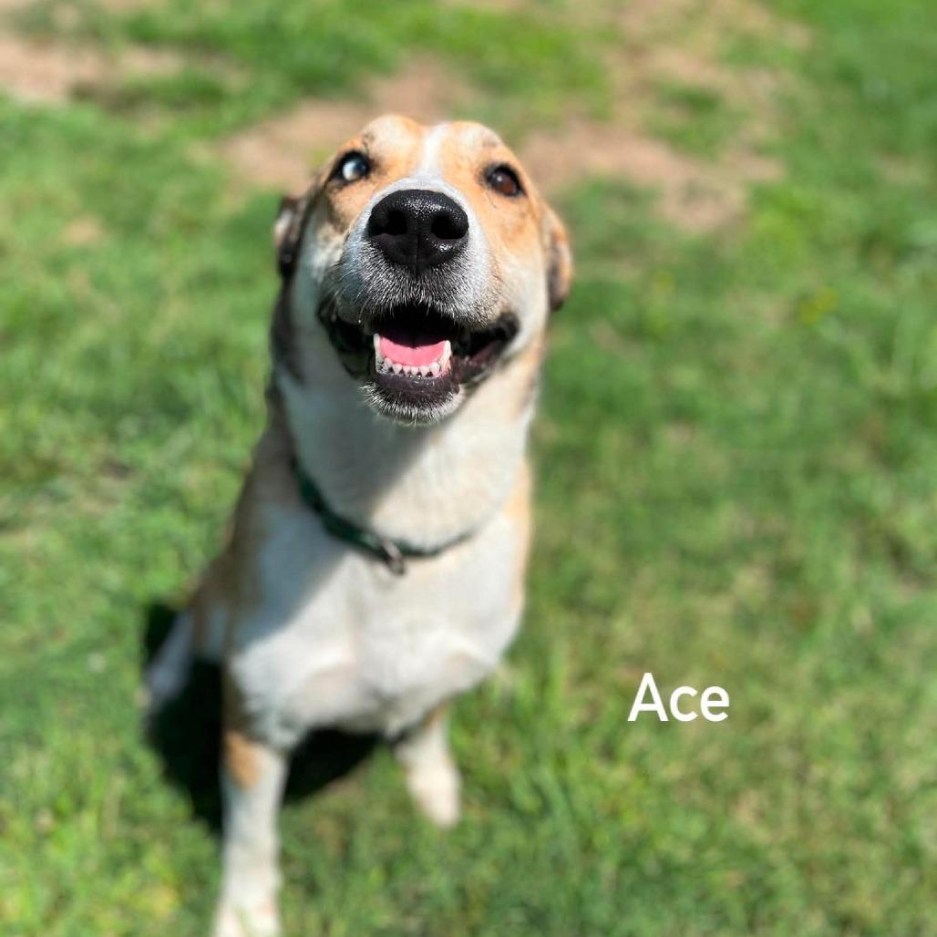 Enlarge Ace, a Adoptable mixed breed in Caryville, TN image 3/6