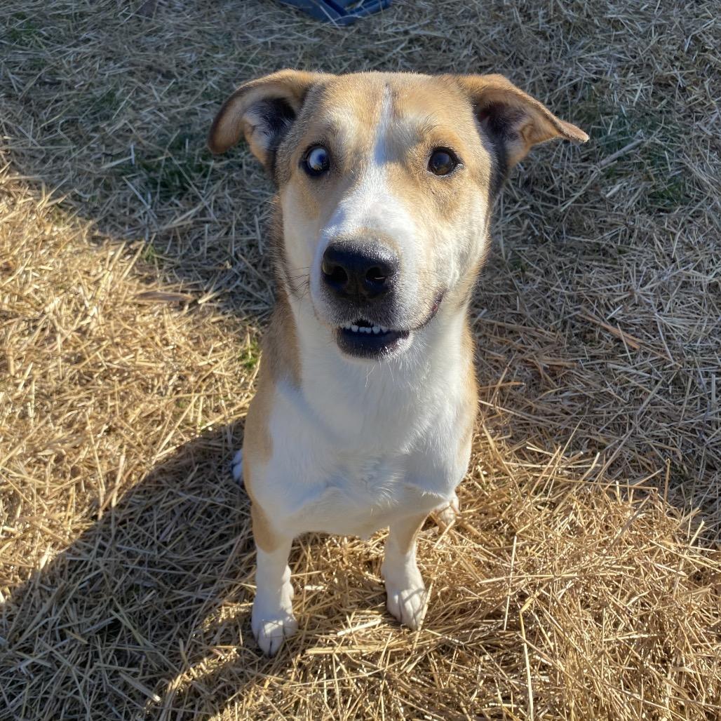 Enlarge Ace, a Adoptable mixed breed in Caryville, TN image 2/6