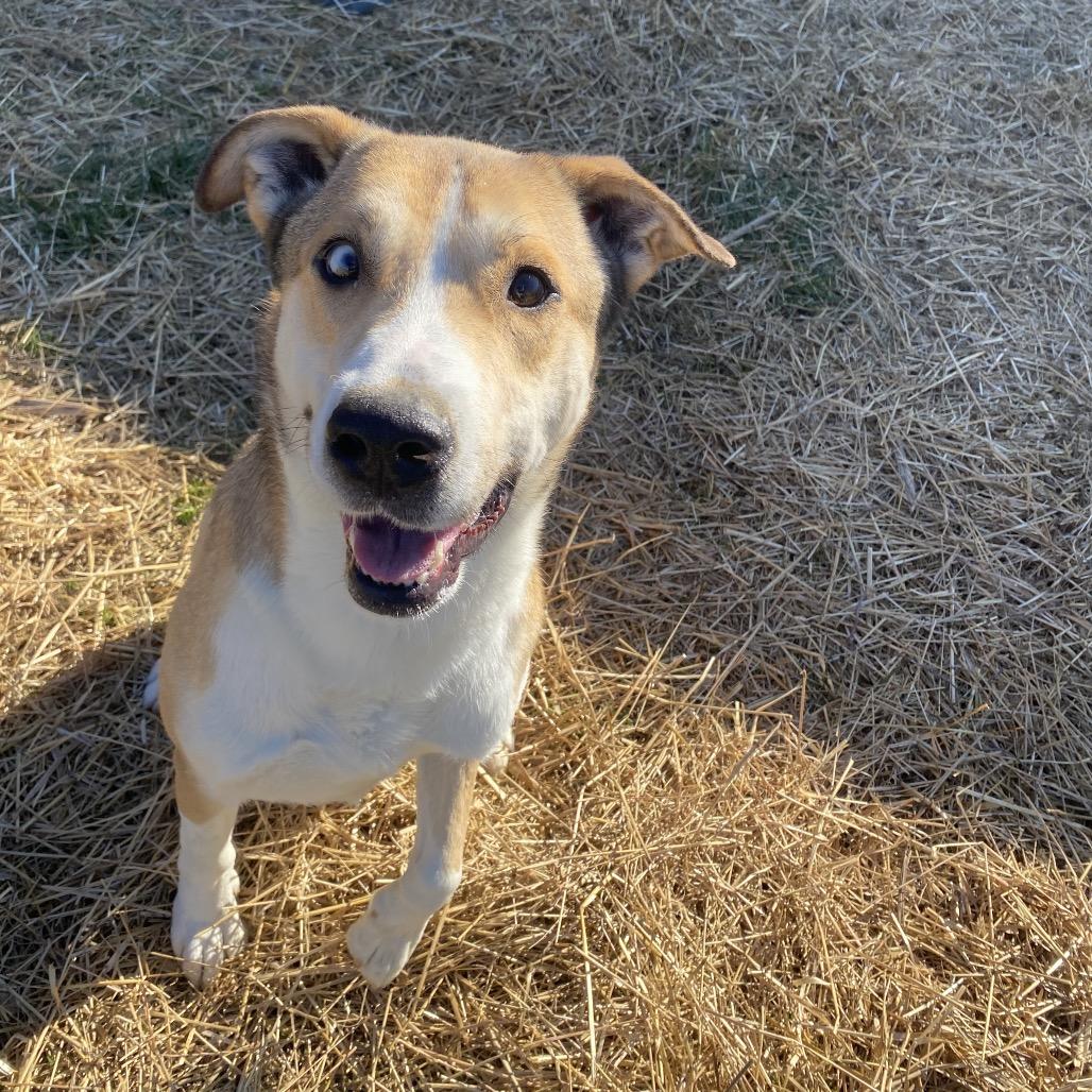 Enlarge Ace, a Adoptable mixed breed in Caryville, TN image 4/6