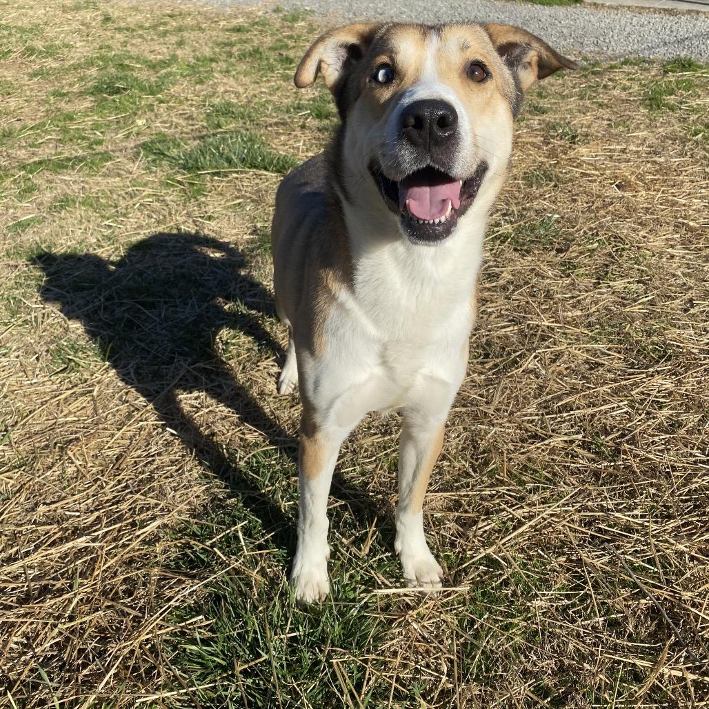 Enlarge Ace, a Adoptable mixed breed in Caryville, TN image 5/6