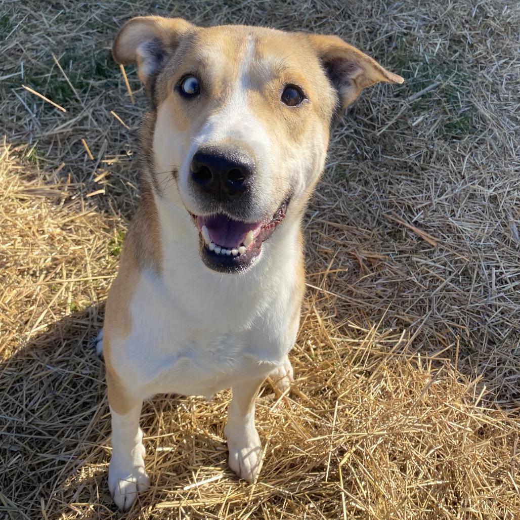 Enlarge Ace, a Adoptable mixed breed in Caryville, TN image 6/6