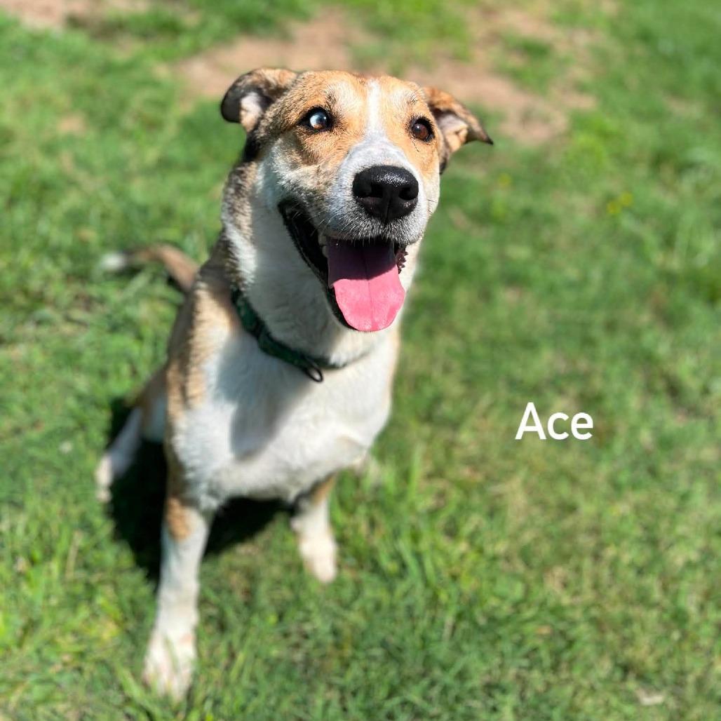 Enlarge Ace, a Adoptable mixed breed in Caryville, TN image 5/6