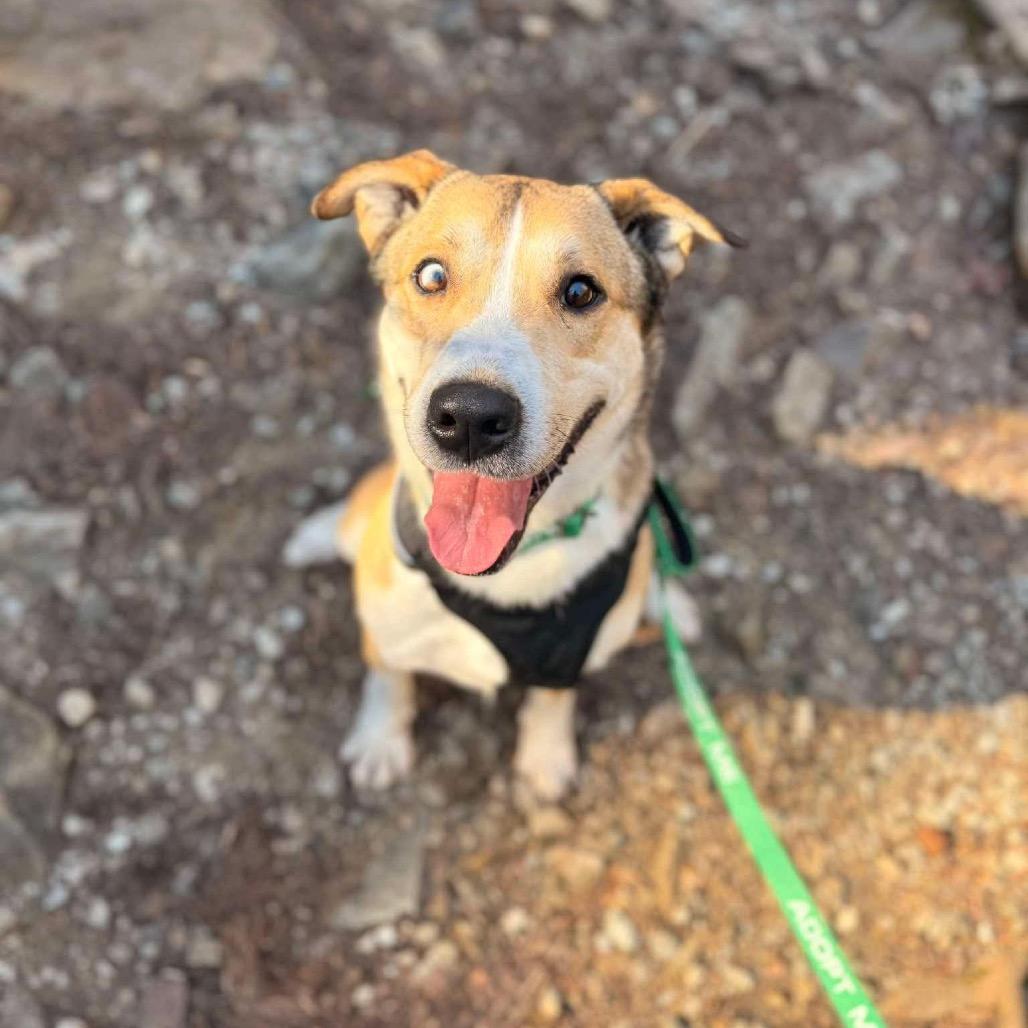 Enlarge Ace, a Adoptable mixed breed in Caryville, TN image 4/4