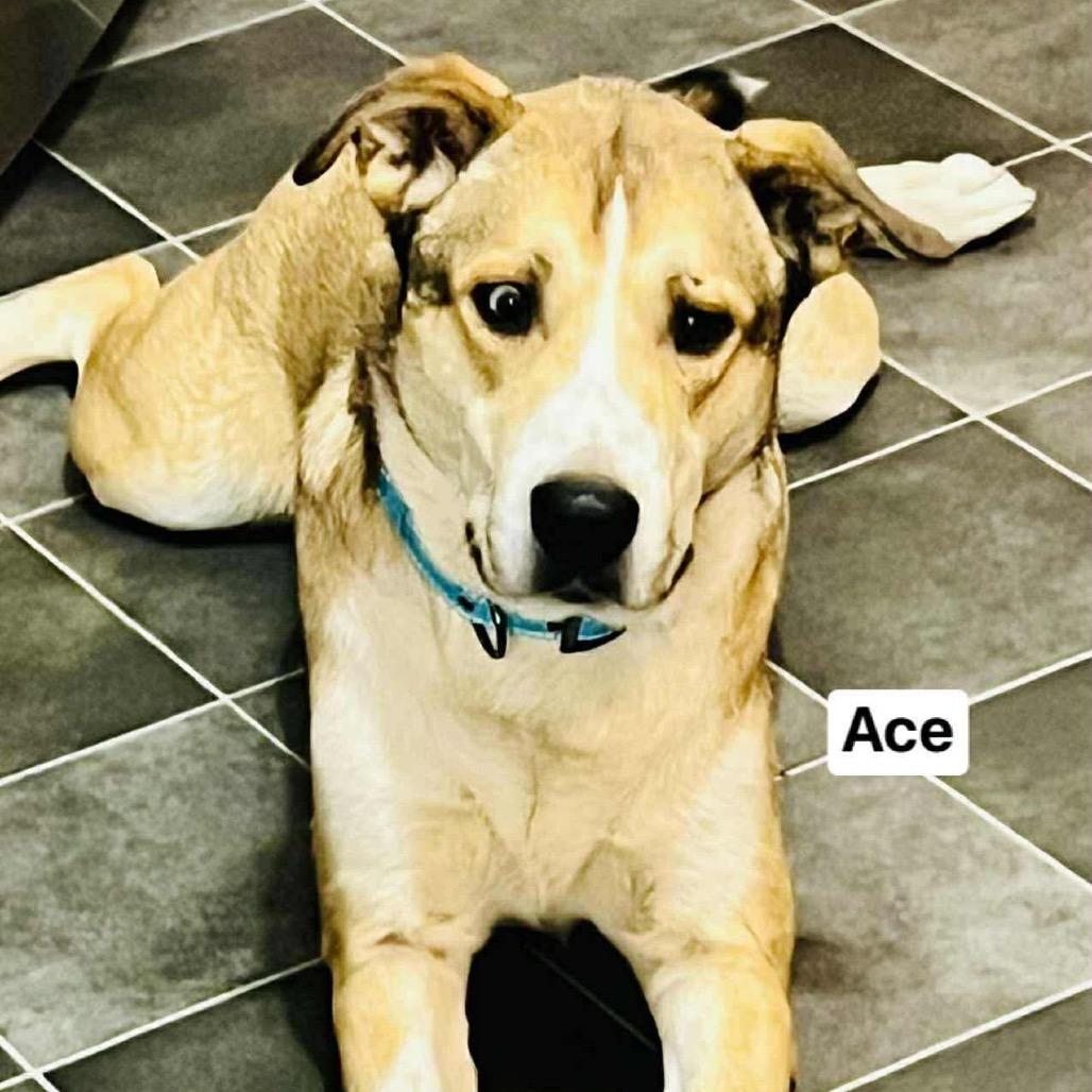 Enlarge Ace, a Adoptable mixed breed in Caryville, TN image 2/2