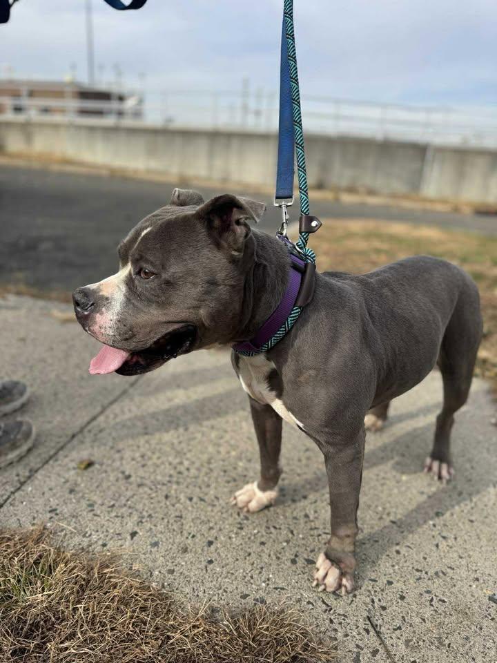 Gemma, Adoptable, Young Female Pit Bull Terrier.