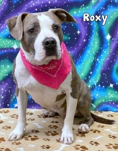 ROXY, Adoptable, Adult Female Pit Bull Terrier.