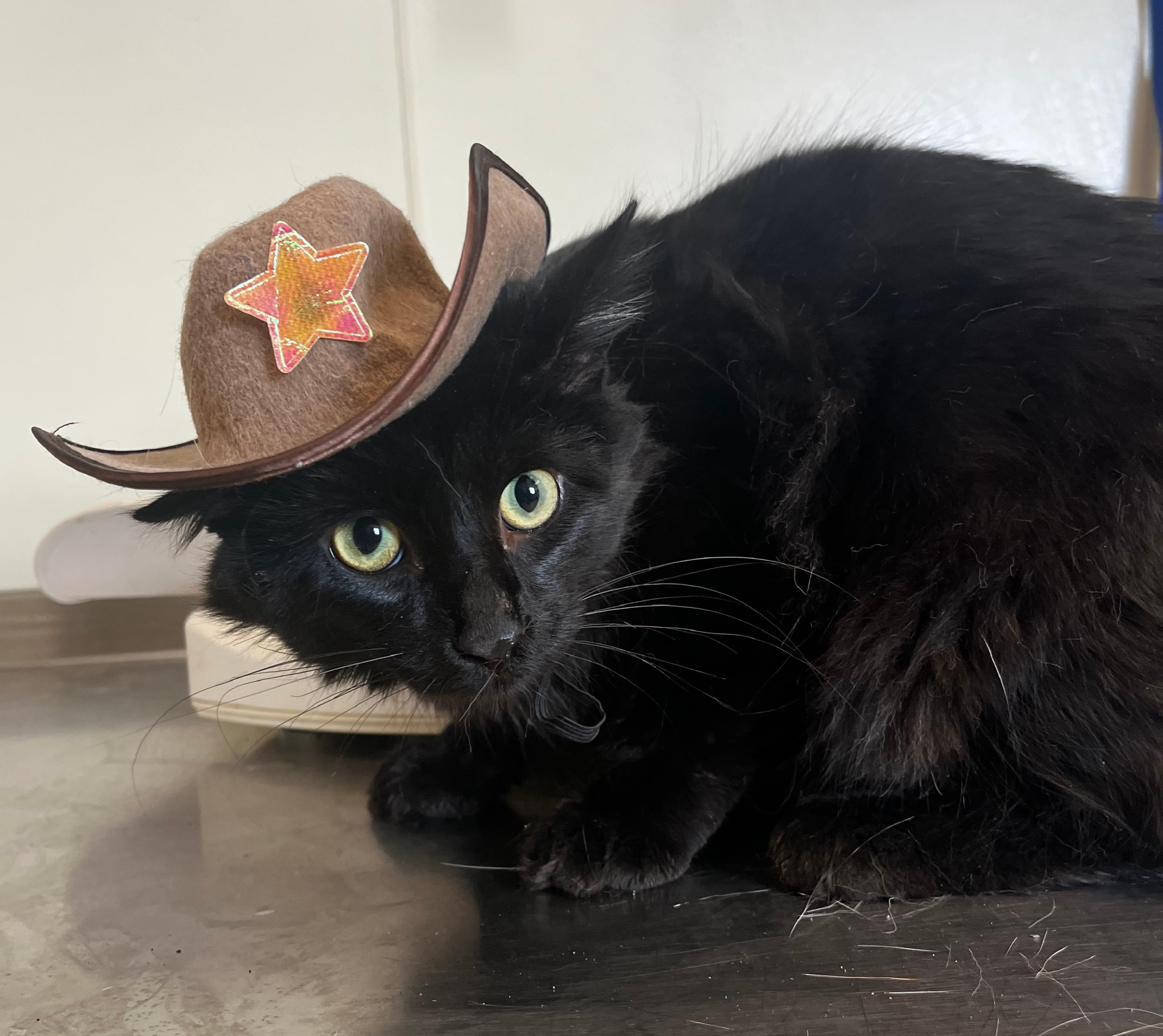 Cosmo, ADOPTABLE, Young Male Domestic Medium Hair.