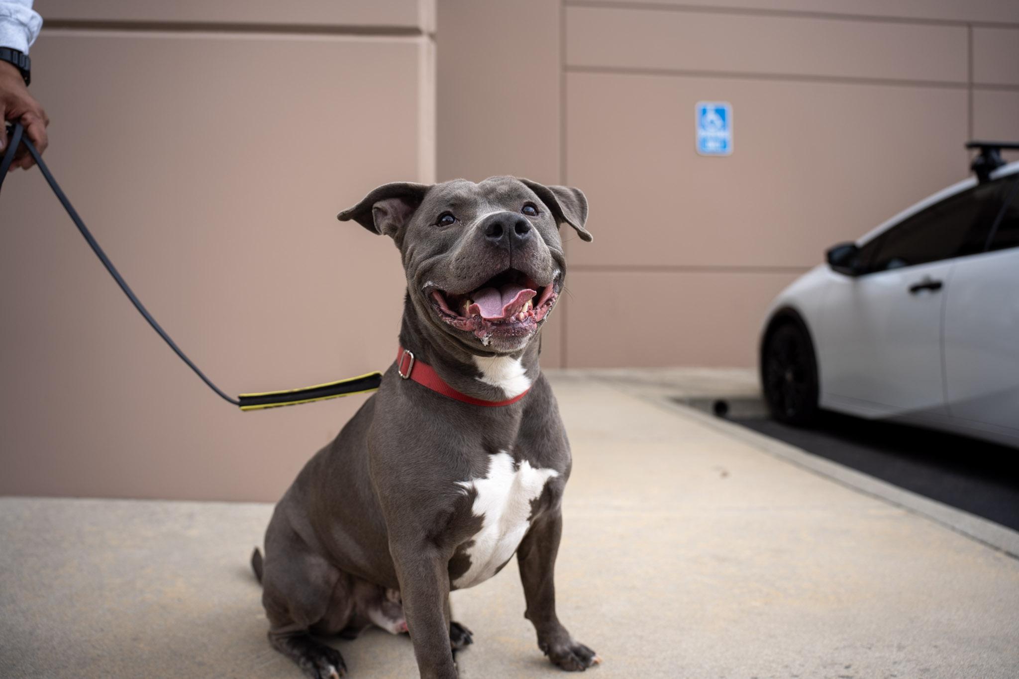 Enlarge Queso, a Adoptable Pit Bull Terrier in Rancho Santa Margarita, CA image 3/6
