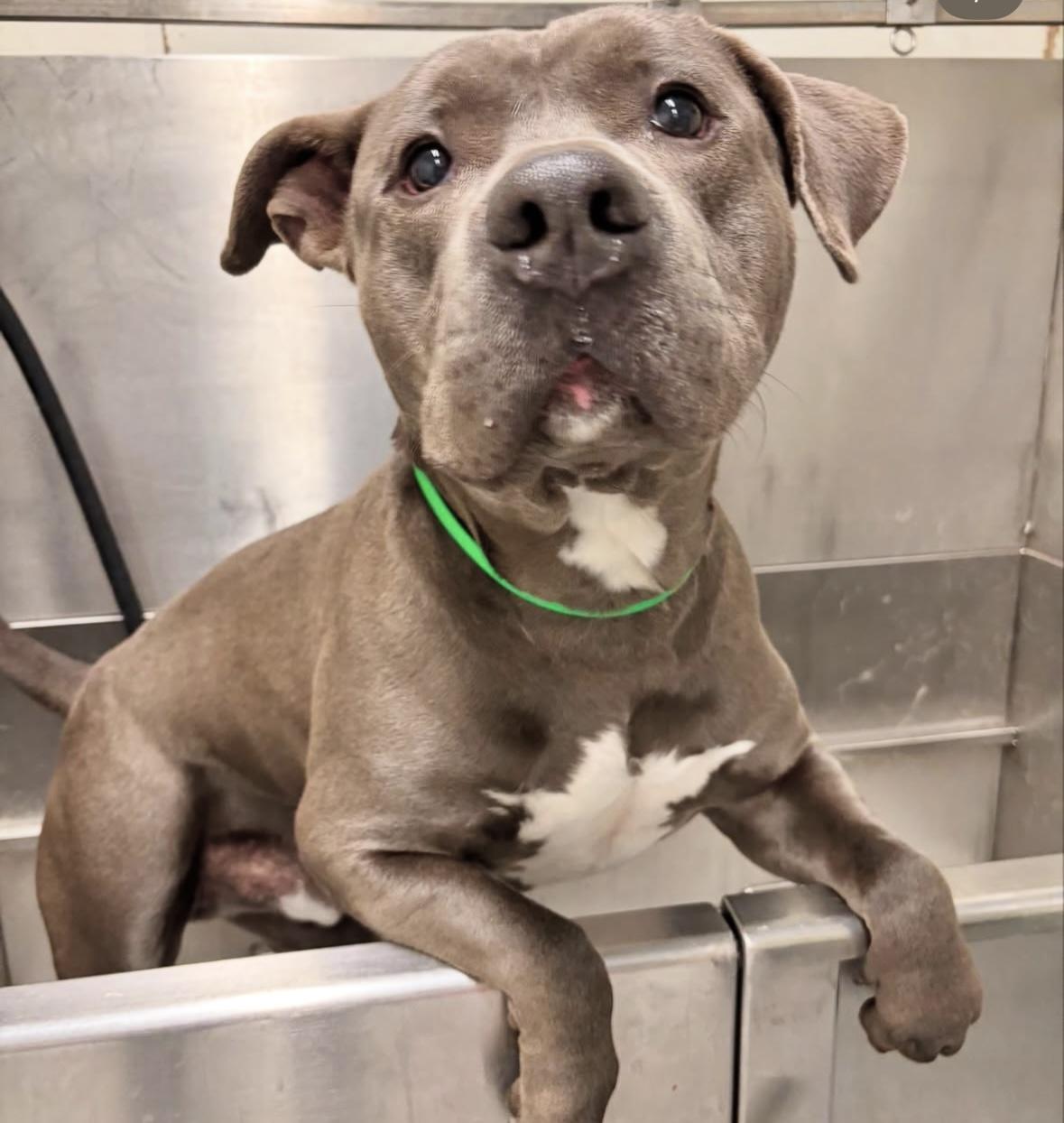 Enlarge Queso, a Adoptable Pit Bull Terrier in Rancho Santa Margarita, CA image 3/6