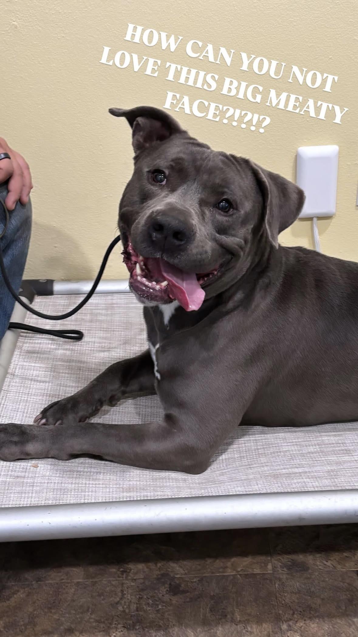 Enlarge Queso, a Adoptable Pit Bull Terrier in Rancho Santa Margarita, CA image 5/6