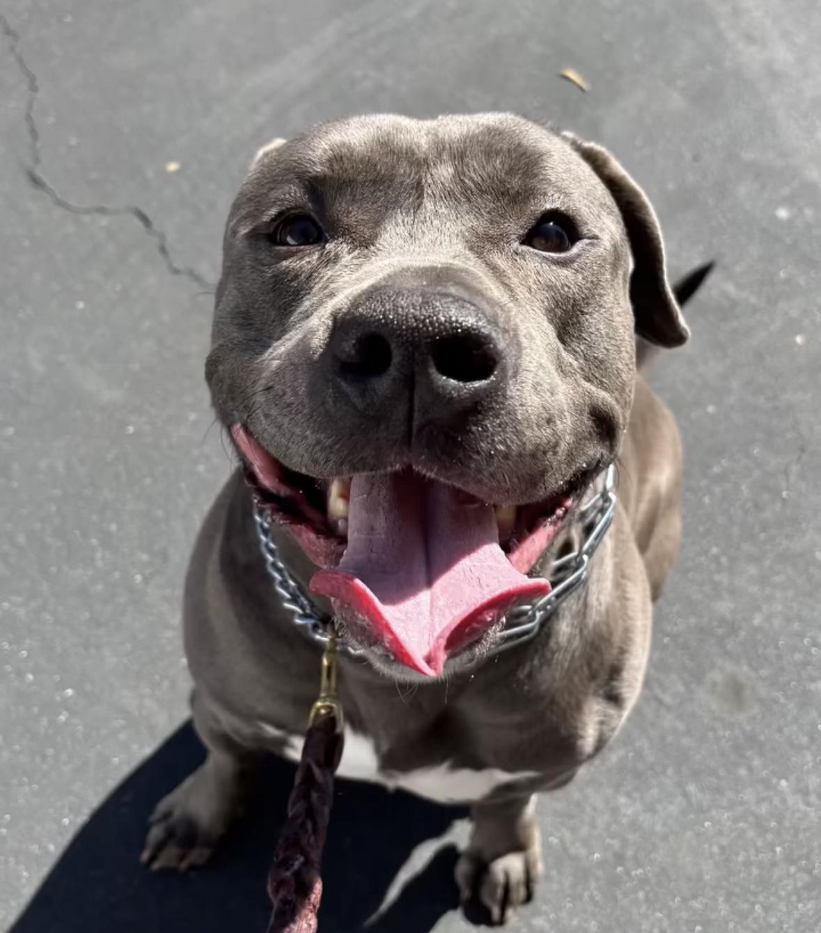 Enlarge Queso, a Adoptable Pit Bull Terrier in Rancho Santa Margarita, CA image 6/6