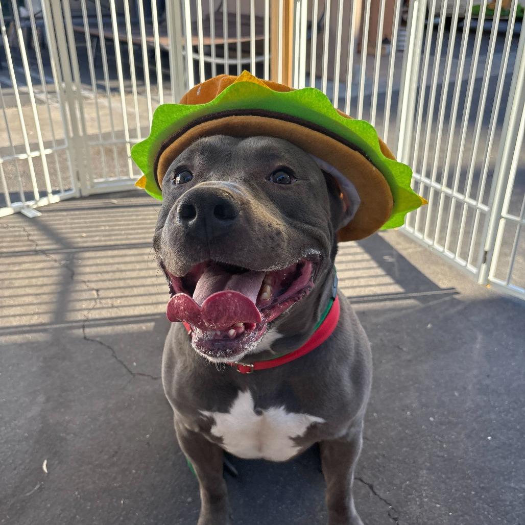 Enlarge Queso, a Adoptable Pit Bull Terrier in Rancho Santa Margarita, CA image 1/1