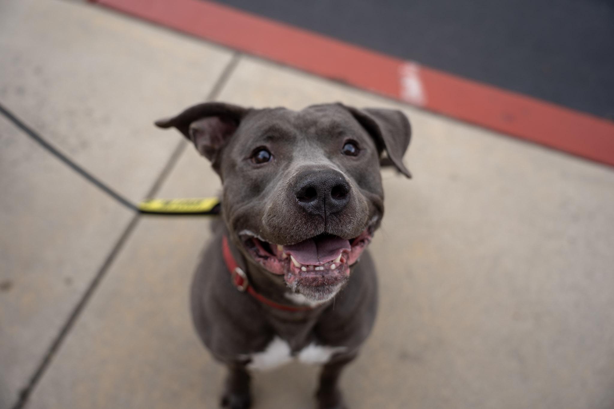 Enlarge Queso, a Adoptable Pit Bull Terrier in Rancho Santa Margarita, CA image 6/6