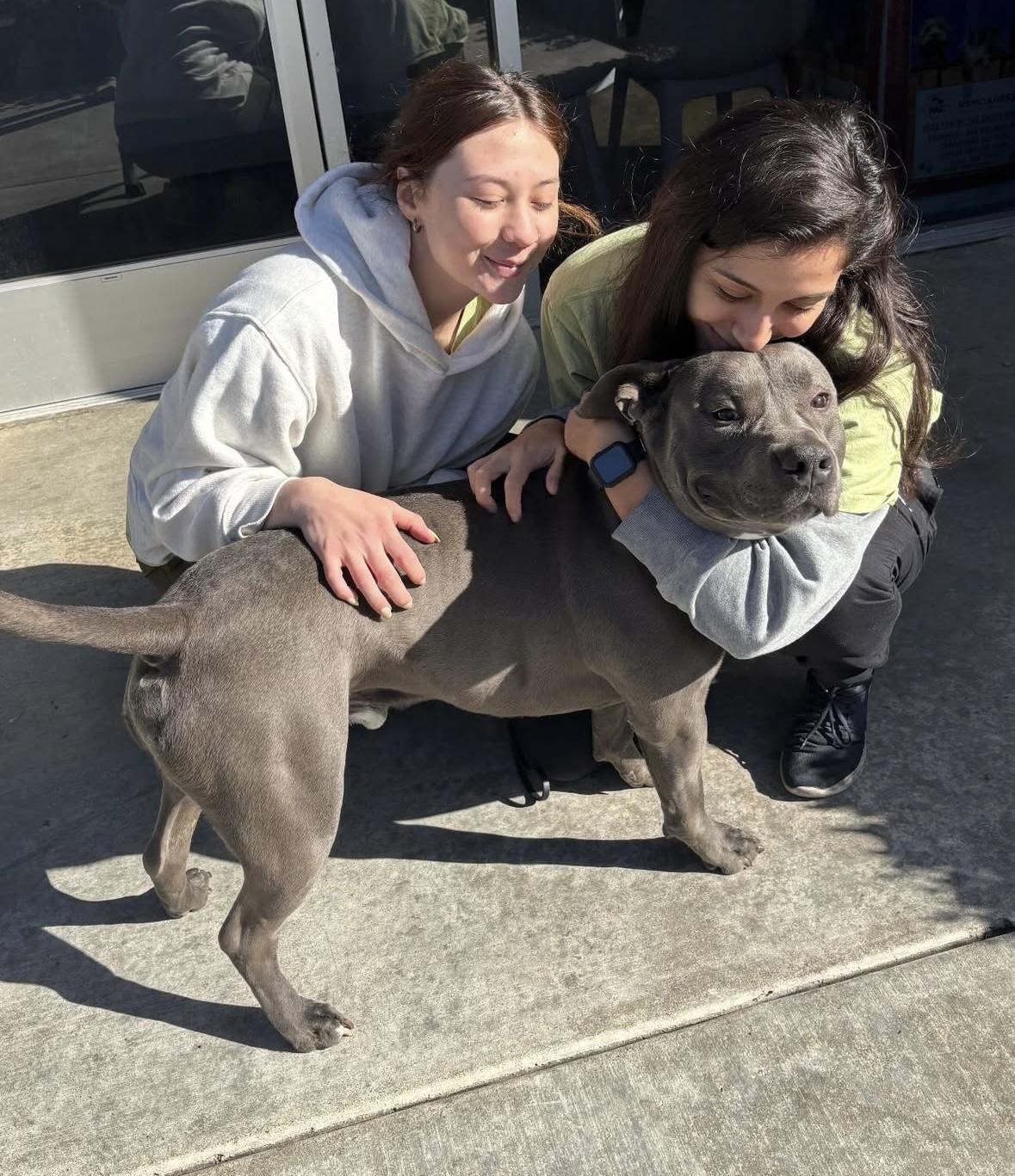 Enlarge Queso, a Adoptable Pit Bull Terrier in Rancho Santa Margarita, CA image 4/6