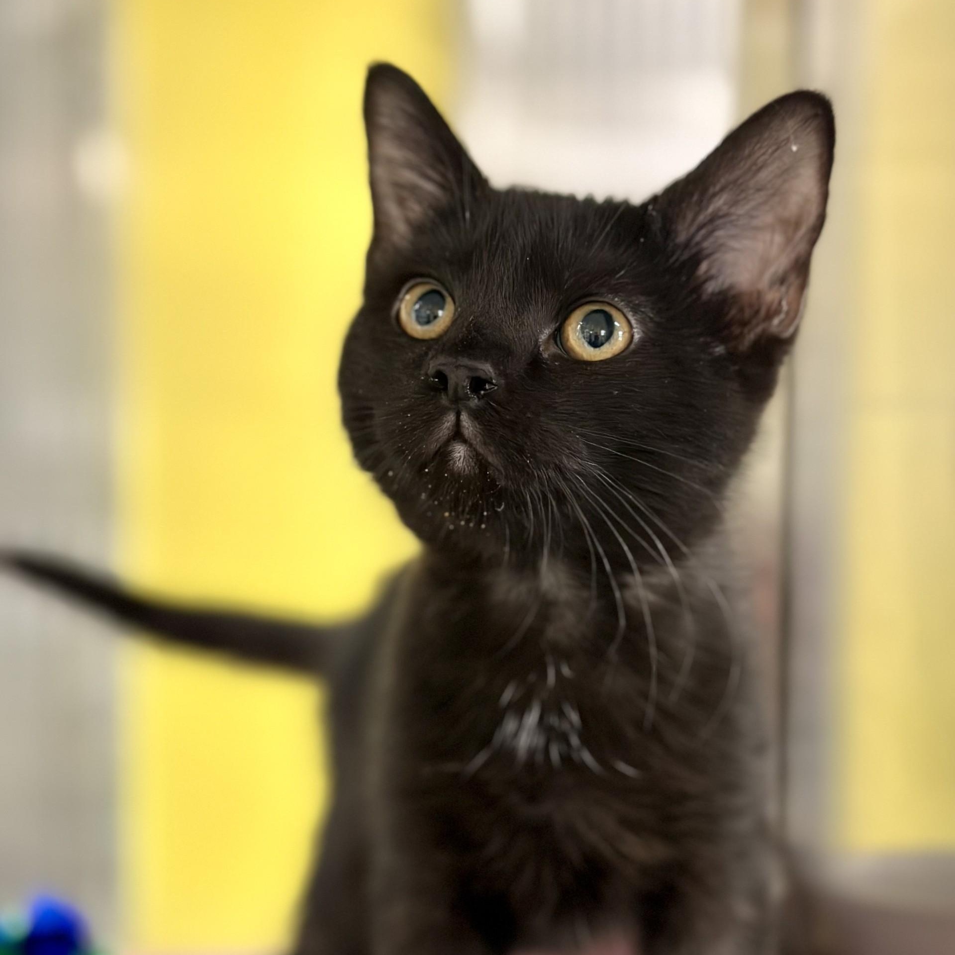 Enlarge Spice , a ADOPTABLE Domestic Short Hair in Jackson, NJ image 1/2