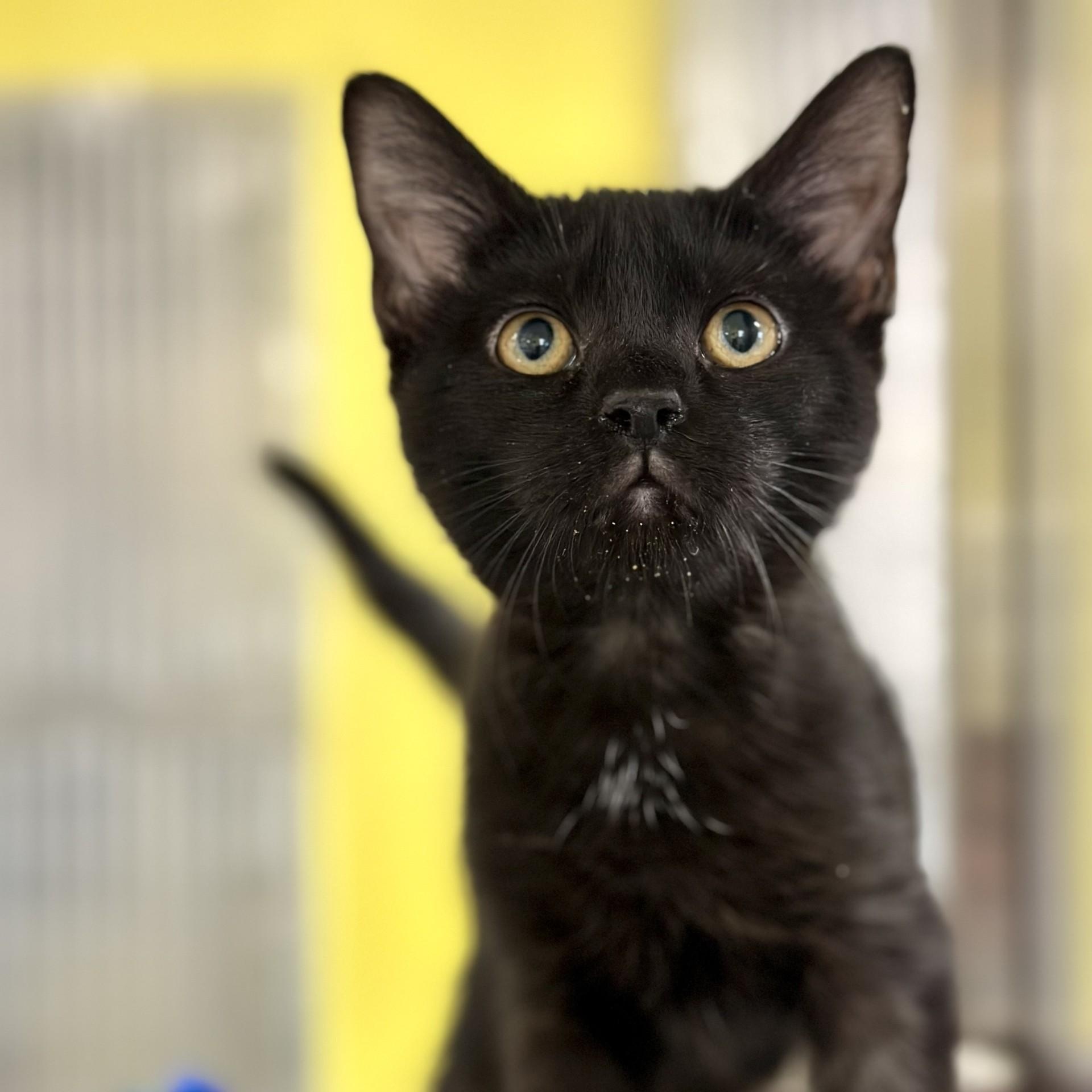 Enlarge Spice , a ADOPTABLE Domestic Short Hair in Jackson, NJ image 2/2