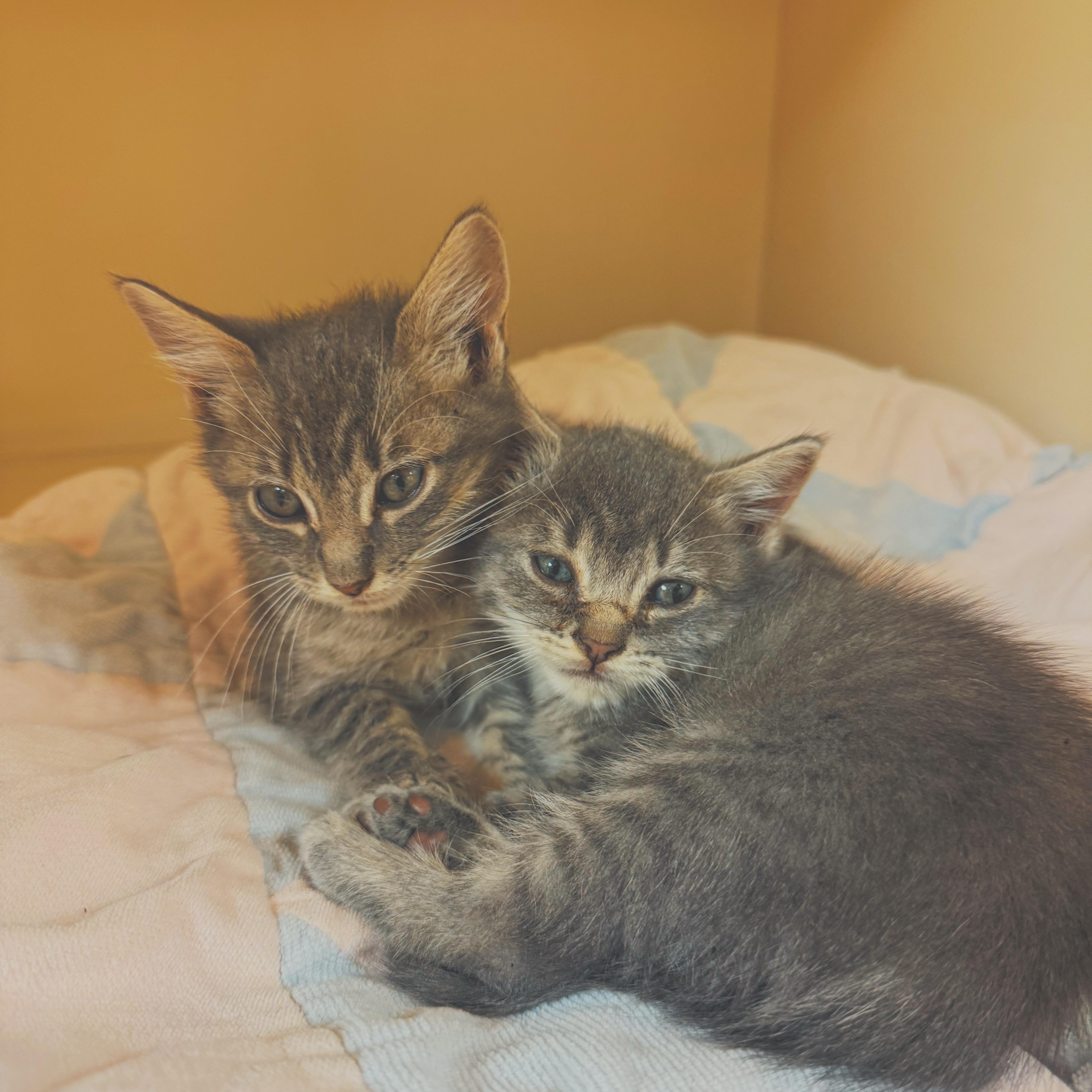 Enlarge Nosferatu & Gargoyle, a Adoptable Domestic Short Hair in Hays, KS image 4/6