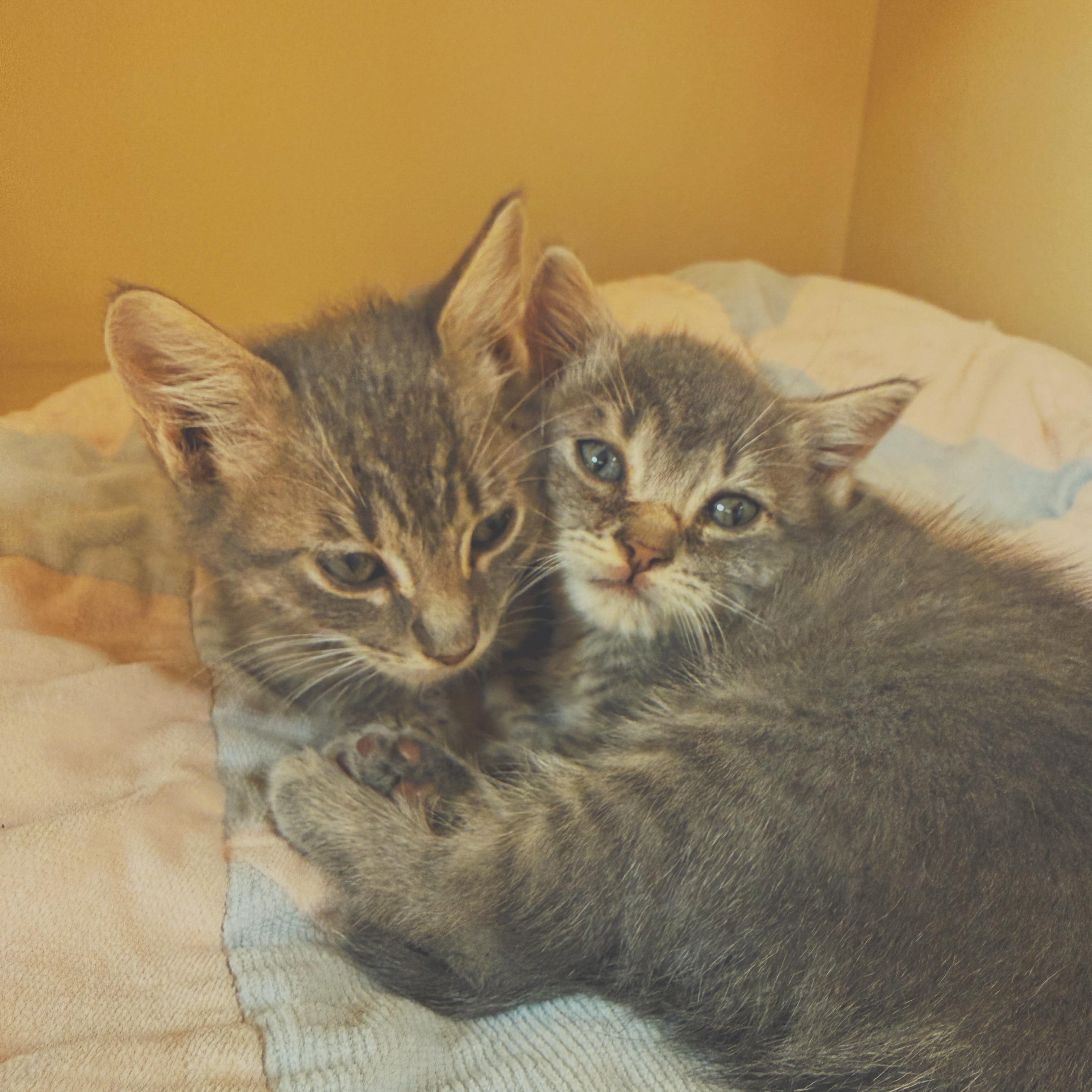 Enlarge Nosferatu & Gargoyle, a Adoptable Domestic Short Hair in Hays, KS image 3/6
