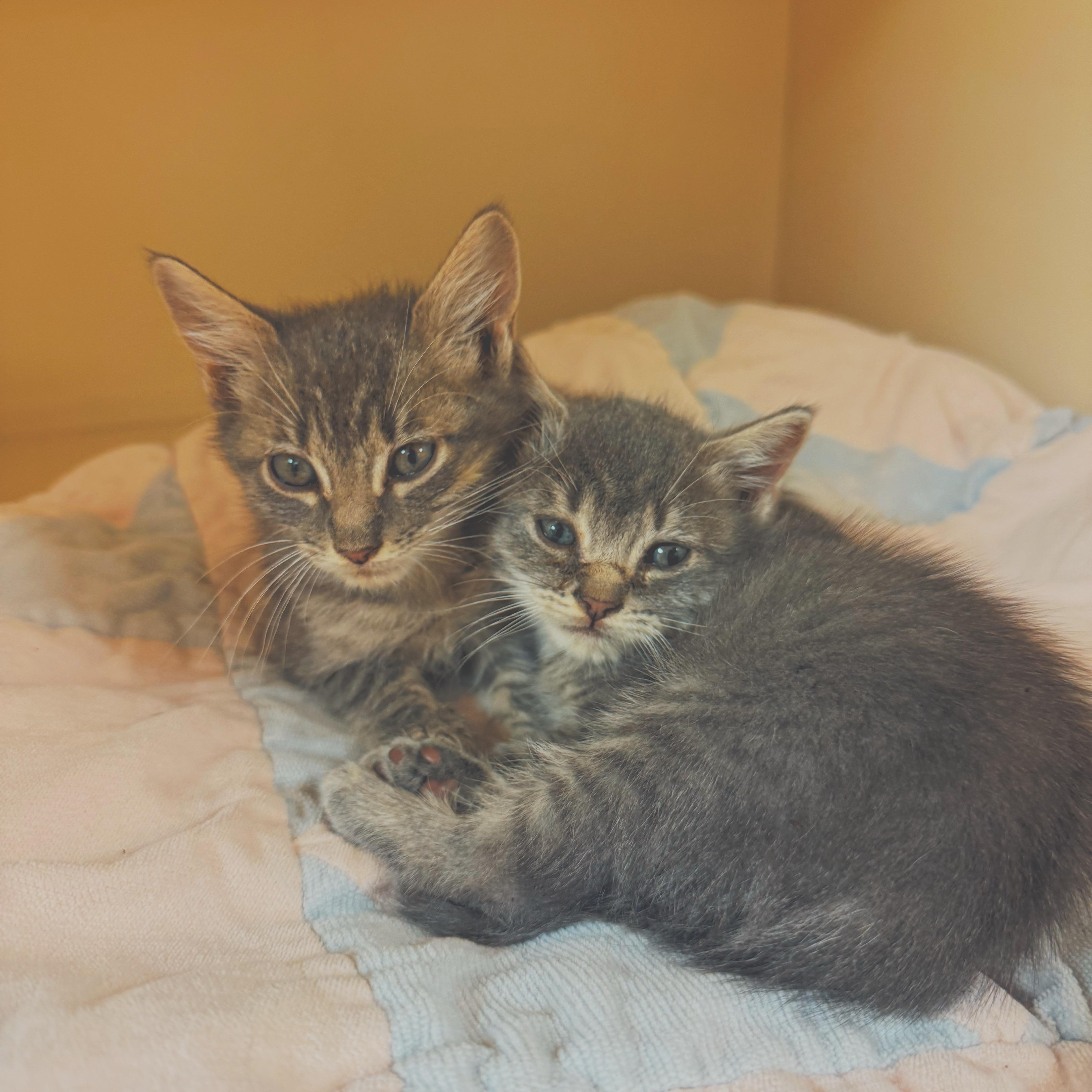 Enlarge Nosferatu & Gargoyle, a Adoptable Domestic Short Hair in Hays, KS image 2/6