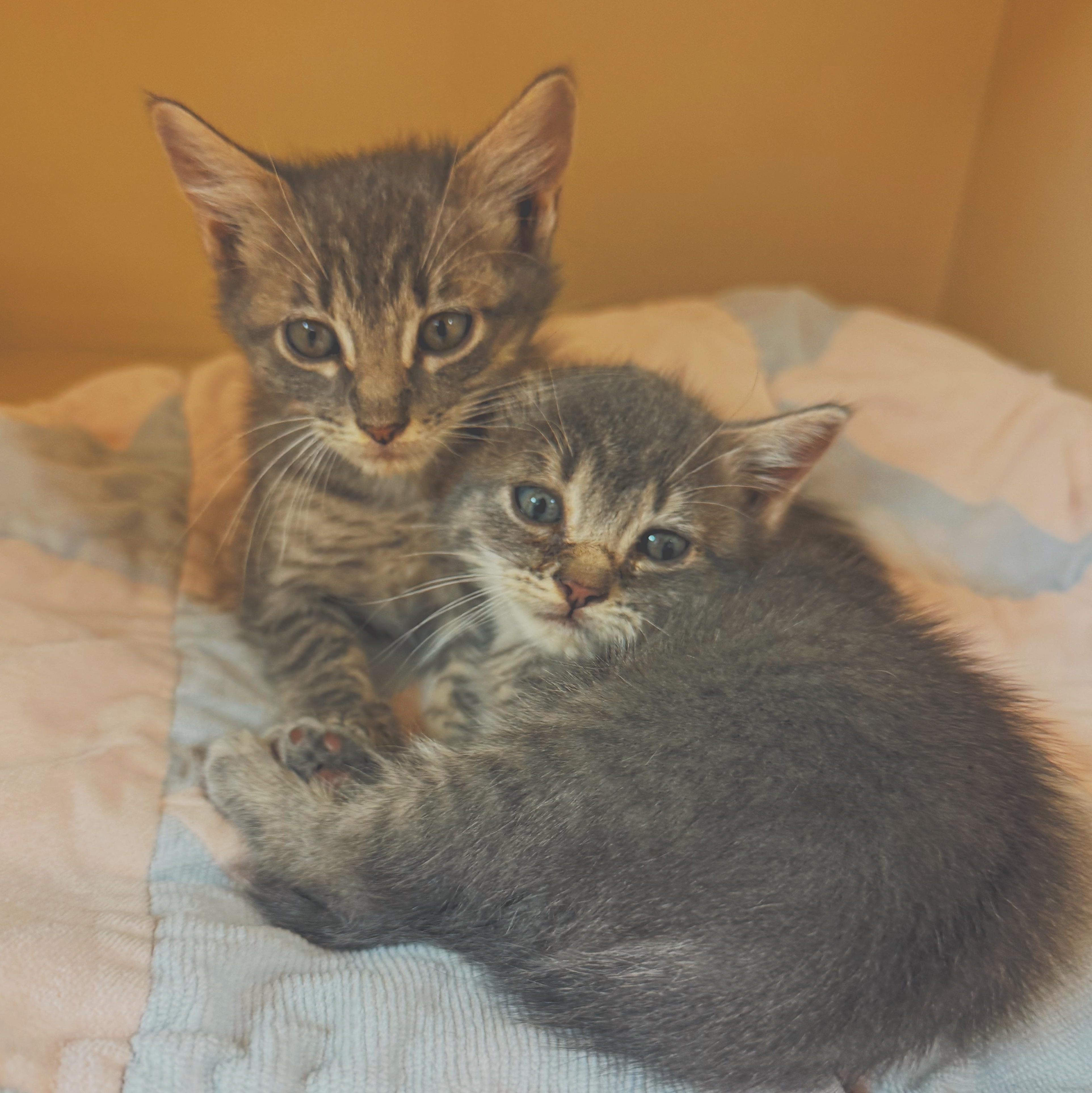 Enlarge Nosferatu & Gargoyle, a Adoptable Domestic Short Hair in Hays, KS image 6/6