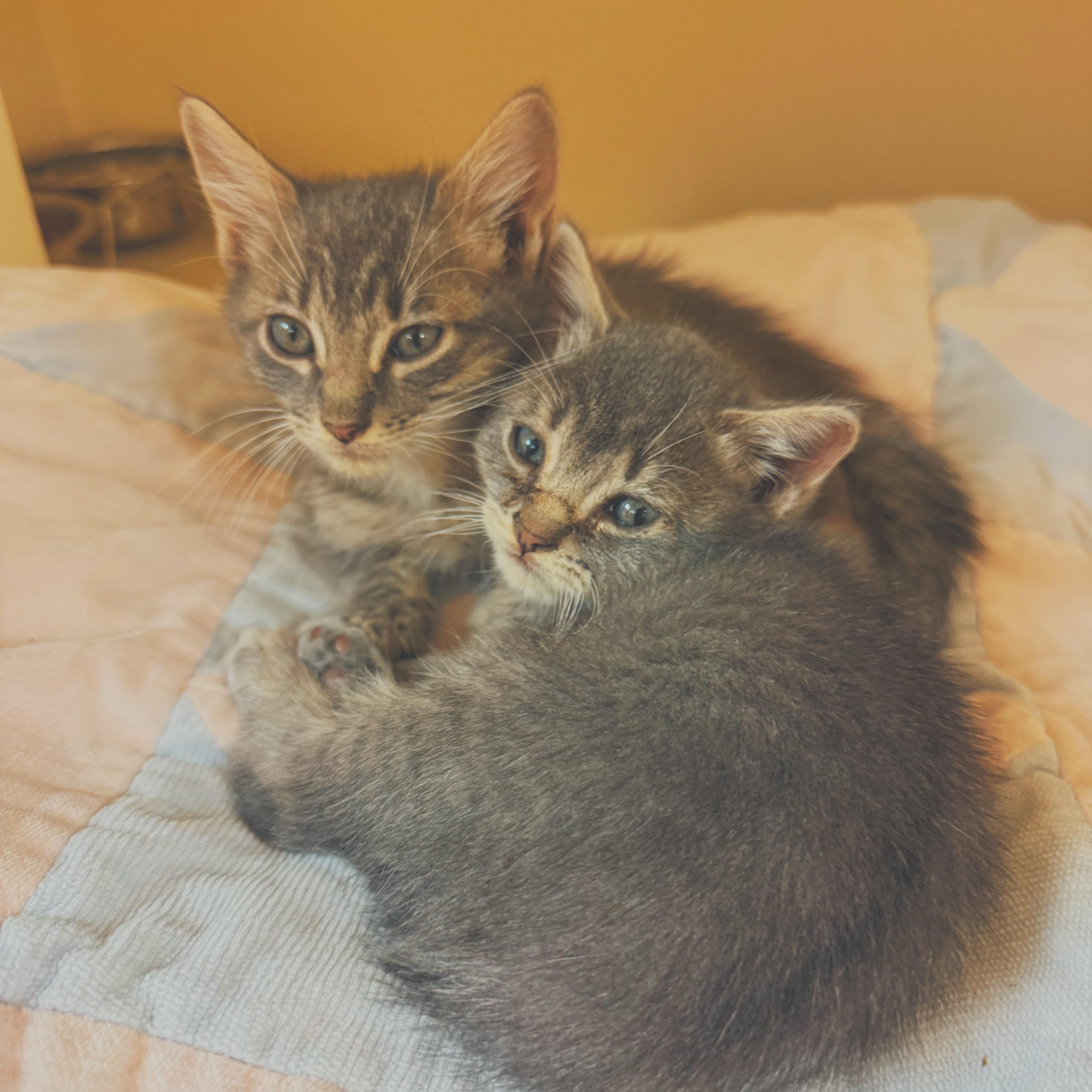 Nosferatu & Gargoyle, Adoptable, Kitten Male Domestic Short Hair.