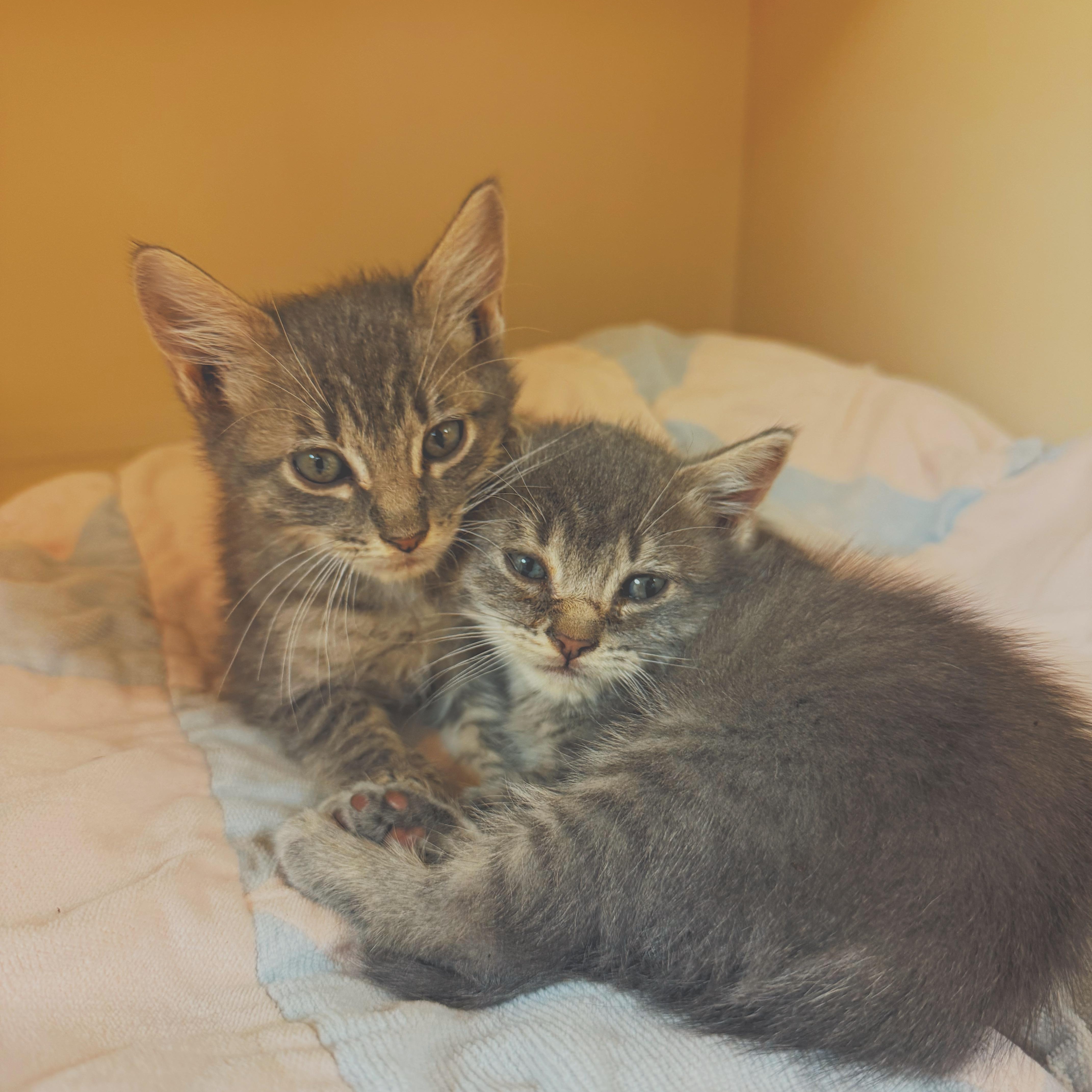Enlarge Nosferatu & Gargoyle, a Adoptable Domestic Short Hair in Hays, KS image 5/6