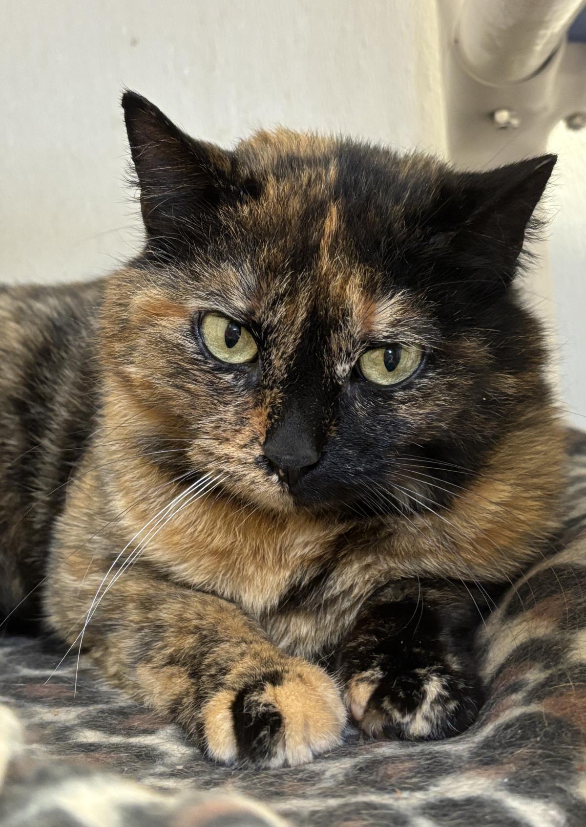 Umbra, Adoptable, Adult Female Domestic Short Hair.