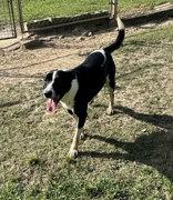 Enlarge Heart, a Adoptable mixed breed in Monticello, FL image 2/2