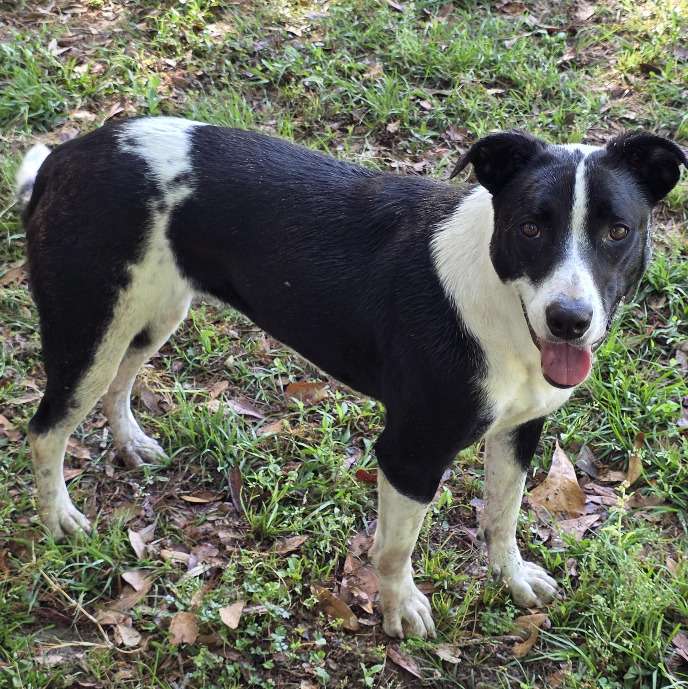 Enlarge Heart, a Adoptable mixed breed in Monticello, FL image 1/2
