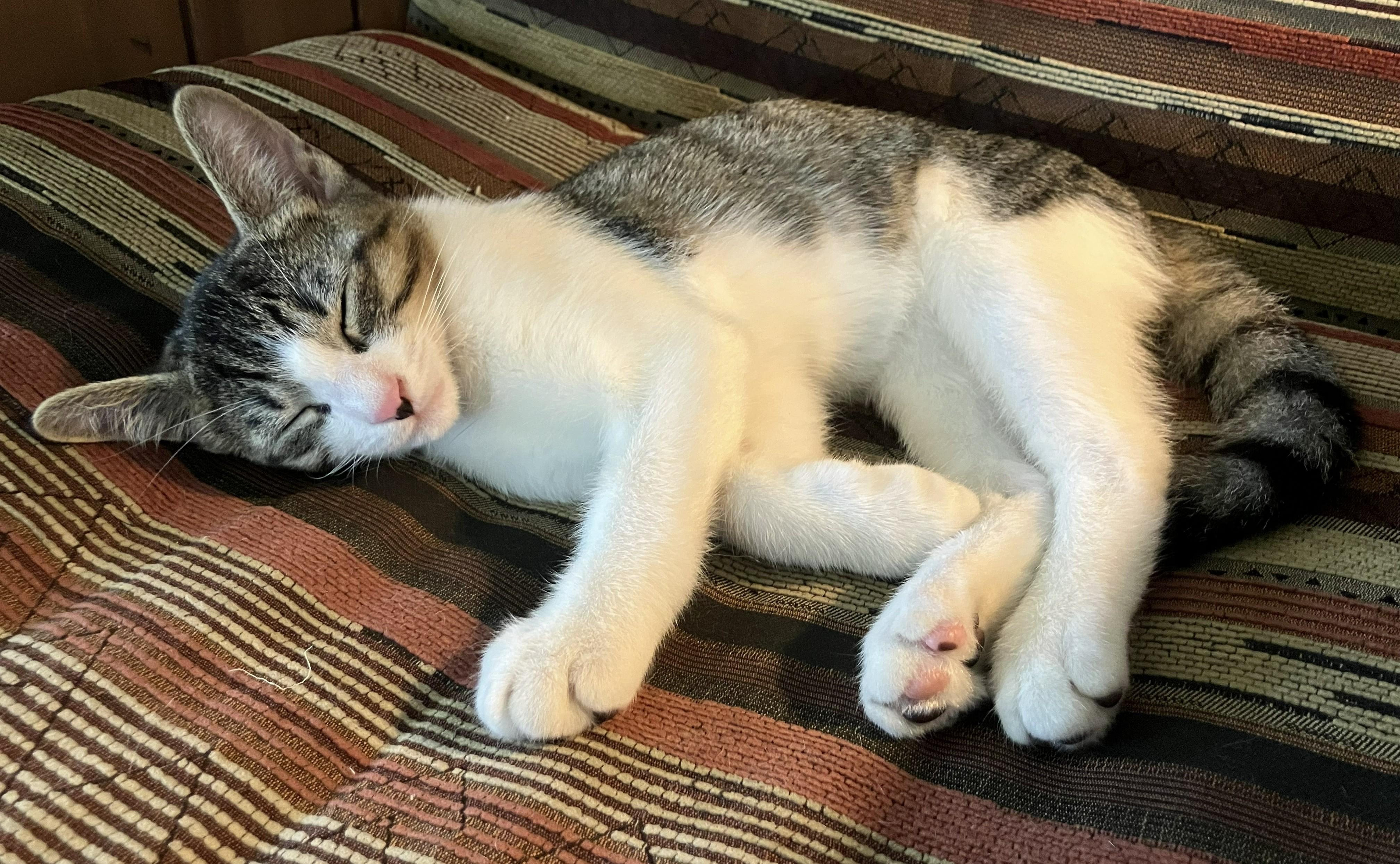 Enlarge Nemo — The Little Masked Charmer, a Adoptable Domestic Short Hair in Prescott, AZ image 2/2