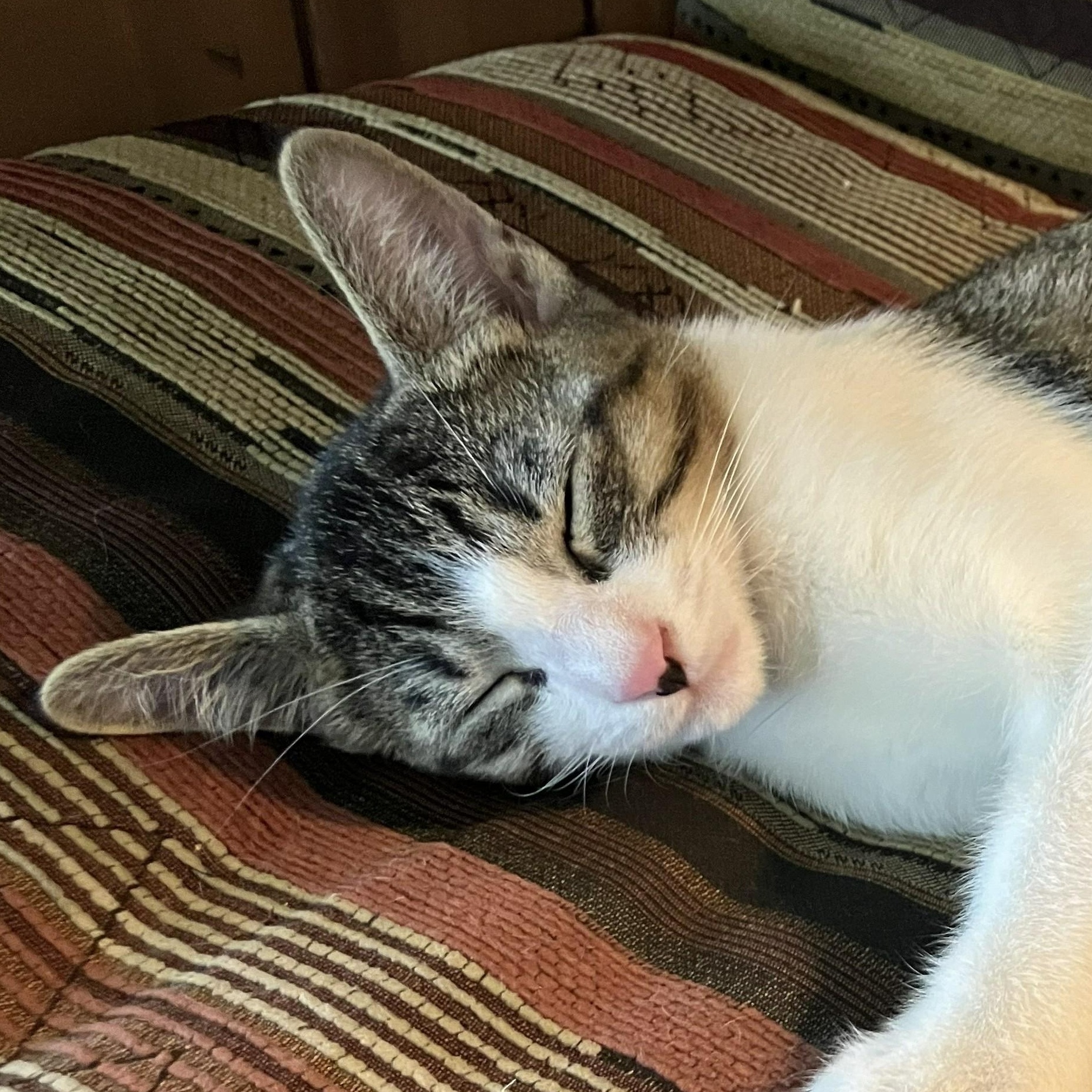 Enlarge Nemo — The Little Masked Charmer, a Adoptable Domestic Short Hair in Prescott, AZ image 1/2
