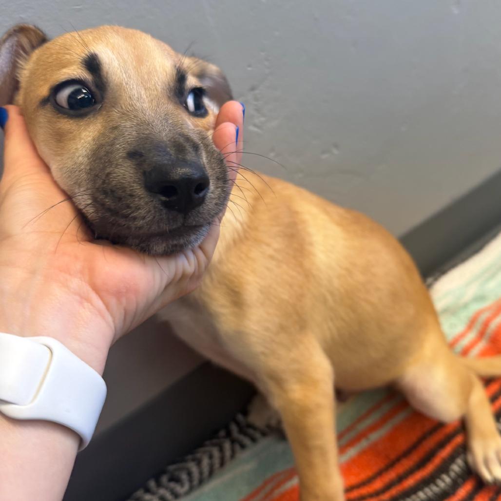 Tobby, a Adoptable Mixed Breed in Bend, OR image 1/6