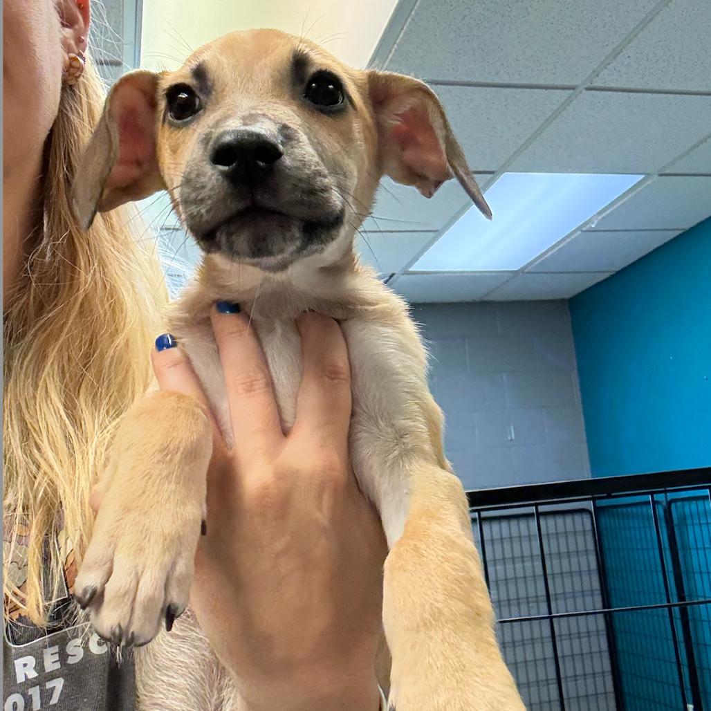 Tobby, a Adoptable Mixed Breed in Bend, OR image 2/6