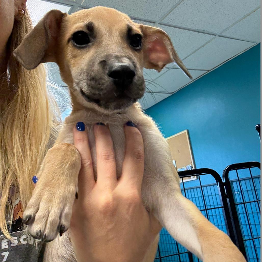 Tobby, a Adoptable Mixed Breed in Bend, OR image 3/6
