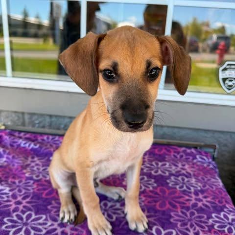 Tobby, a Adoptable Mixed Breed in Bend, OR image 4/6