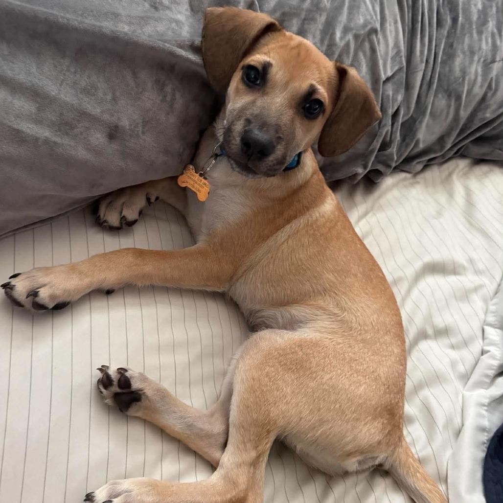 Tobby, a Adoptable Mixed Breed in Bend, OR image 5/6