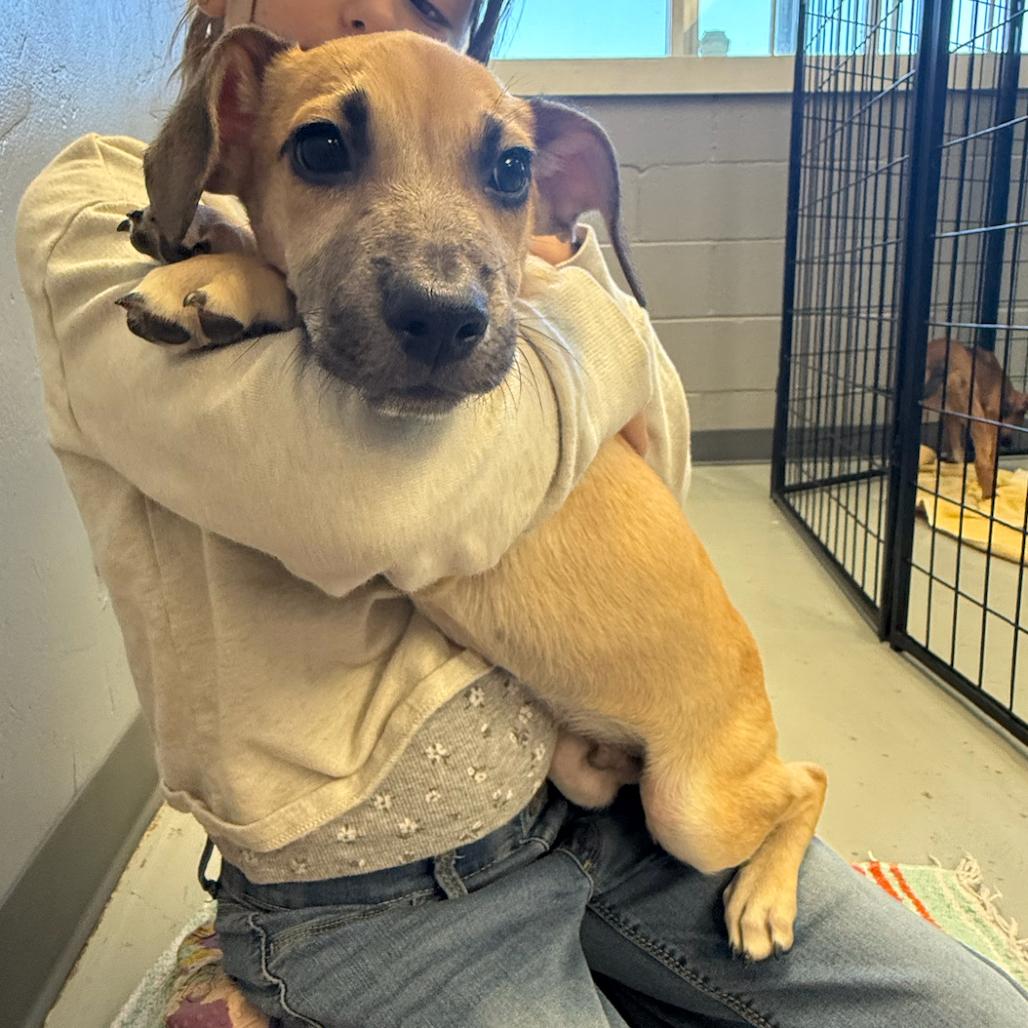 Tobby, a Adoptable Mixed Breed in Bend, OR image 6/6