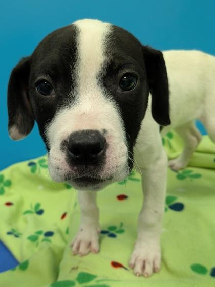 Justin, Adoptable, Puppy Male Pit Bull Terrier & Mixed Breed.