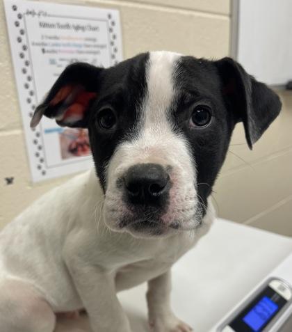 Enlarge Justin, a Adoptable mixed breed in Sterling Heights, MI image 2/2