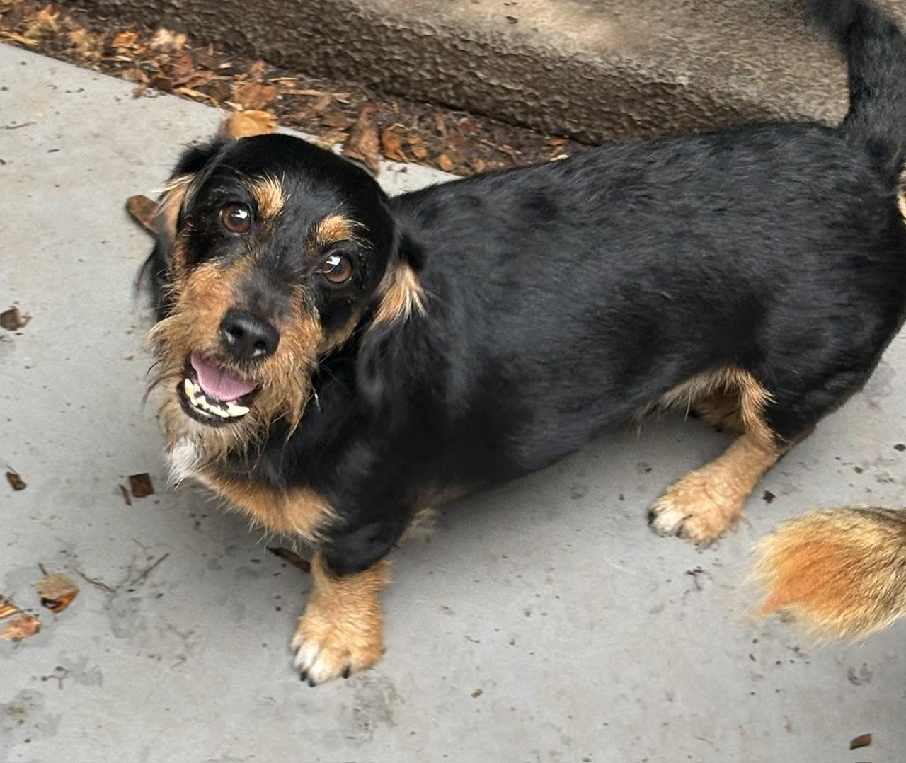 PeeWee, adopted, Young Male Wirehaired Dachshund.