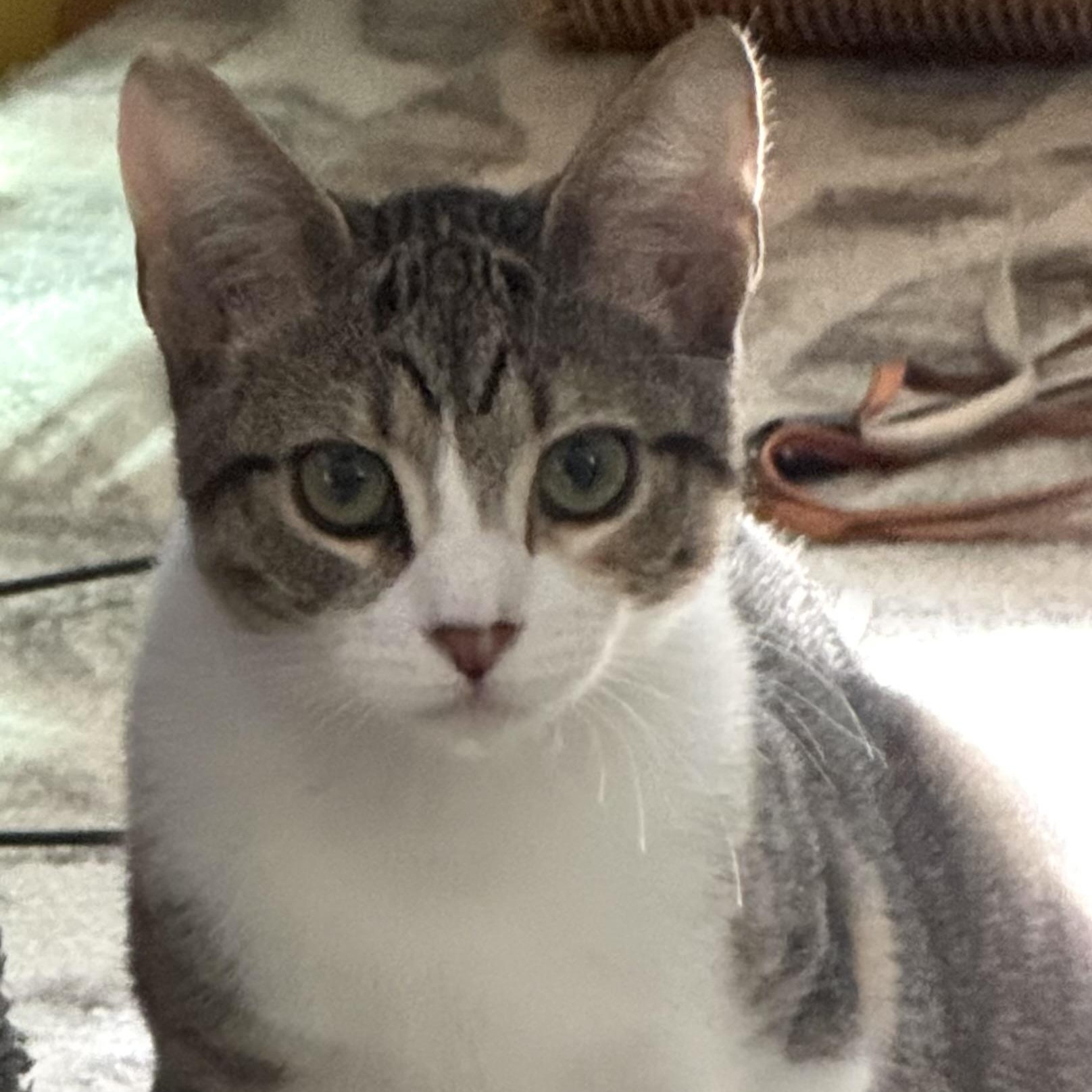 Amfissa (AKA Amy), Baby Female unknown